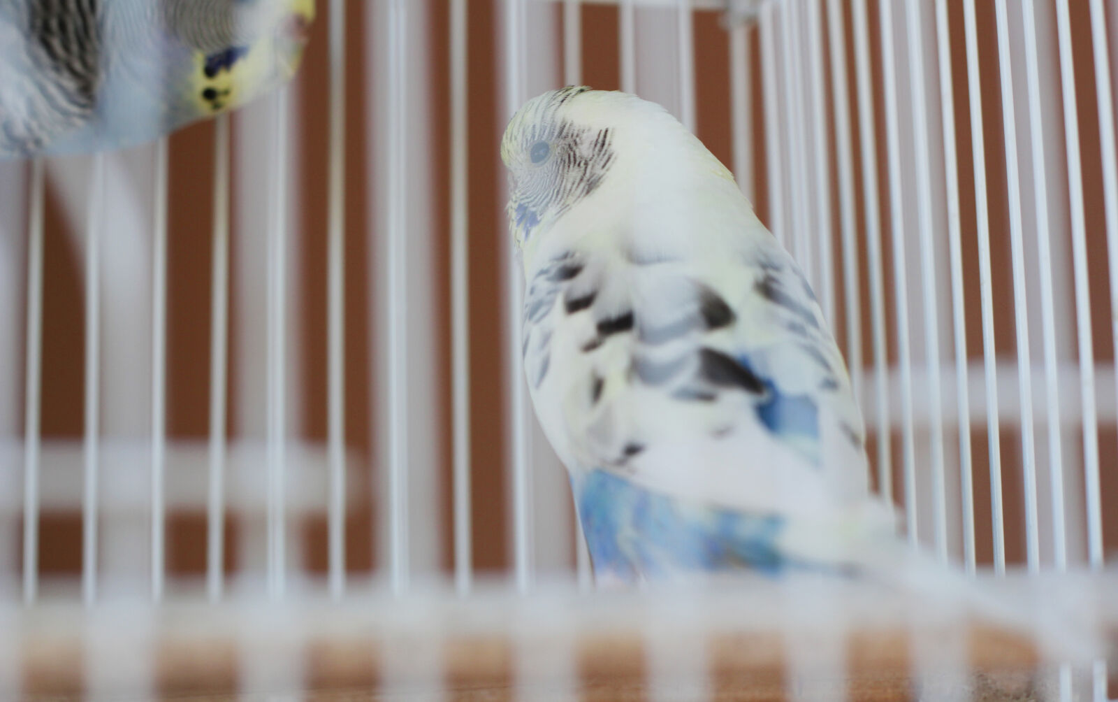 Canon EOS 550D (EOS Rebel T2i / EOS Kiss X4) sample photo. Birds photography