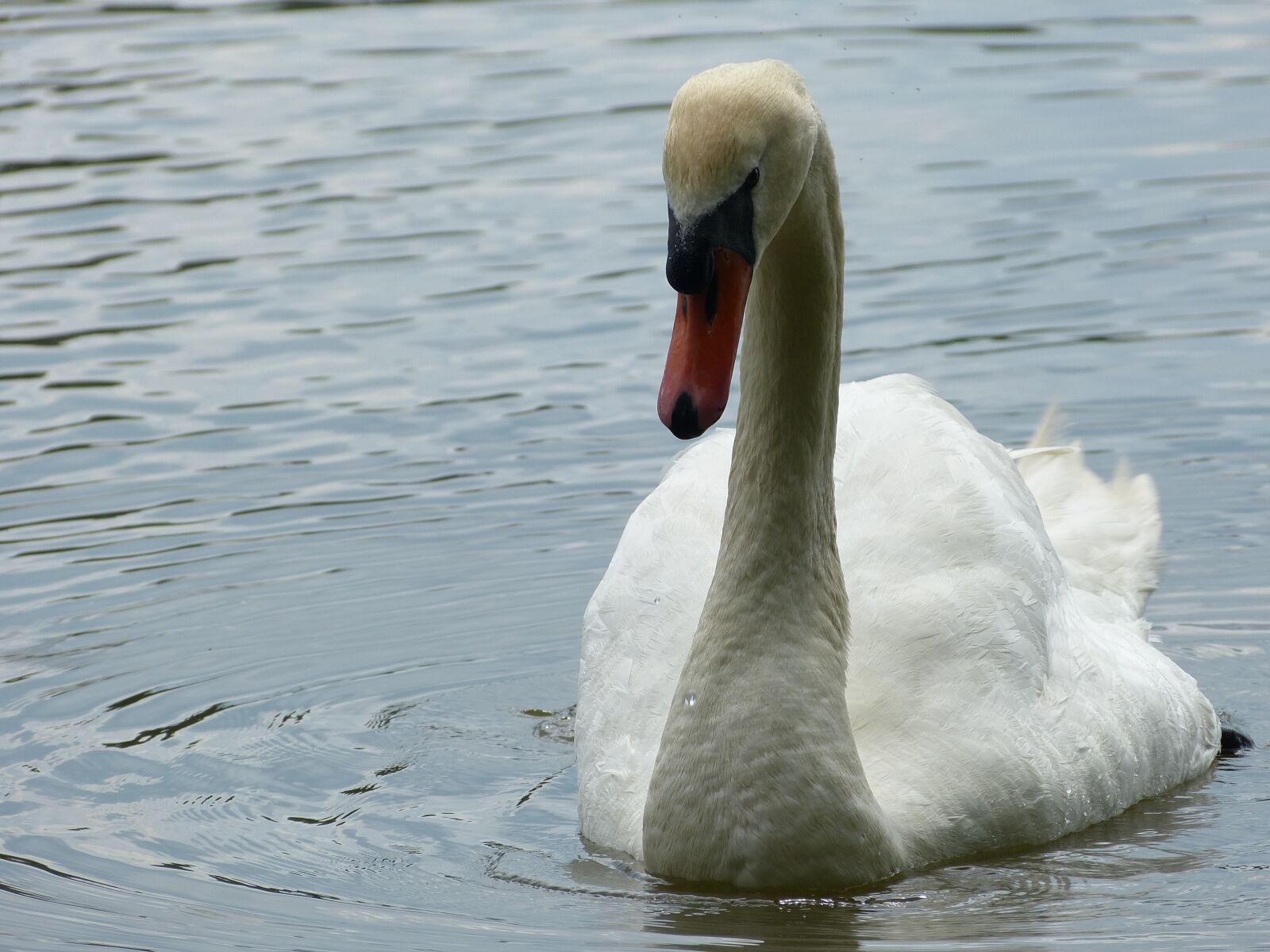 Panasonic Lumix DMC-FZ150 sample photo. Swan, waters, lake photography