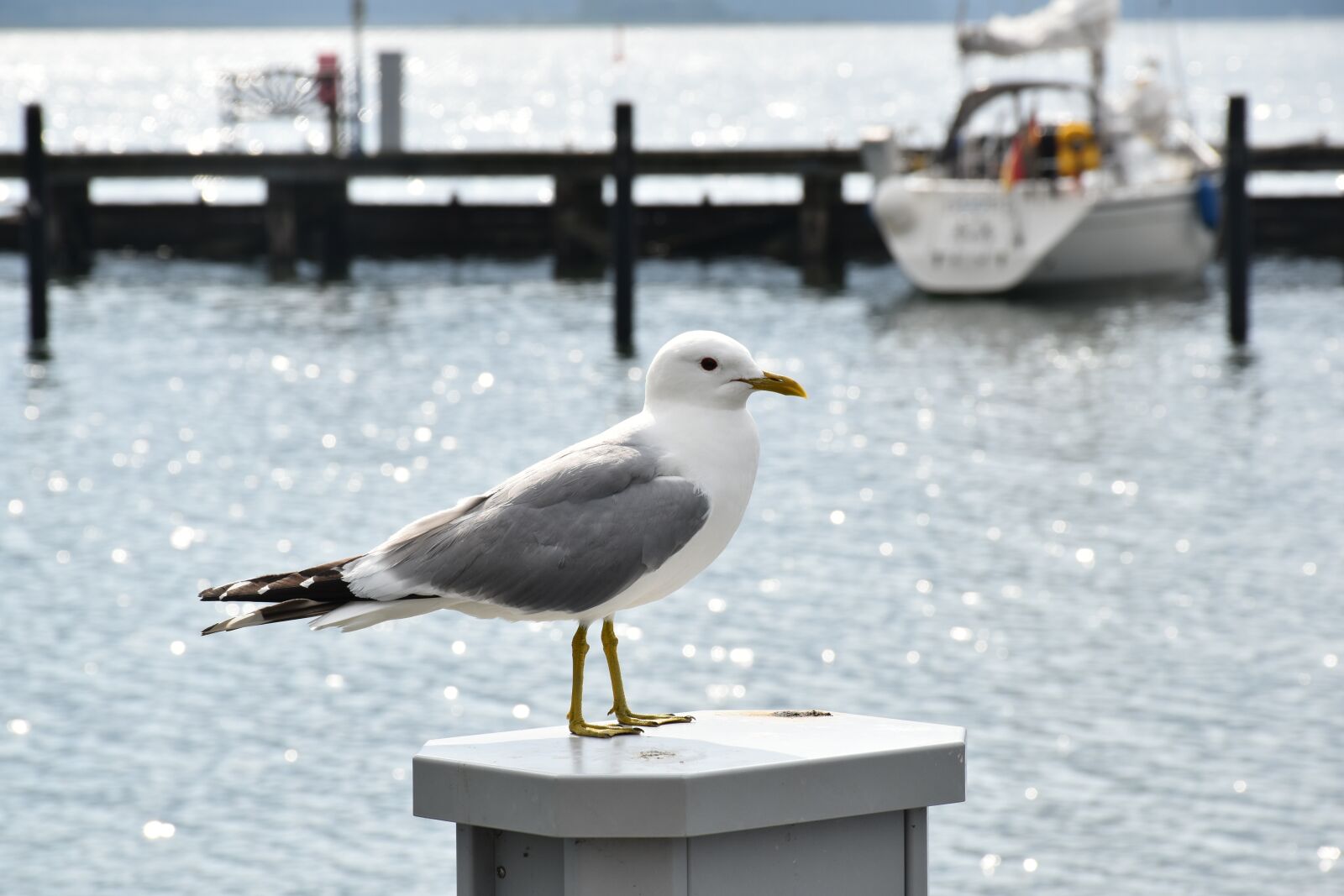 Nikon D5500 sample photo. Seagull, sea, port photography