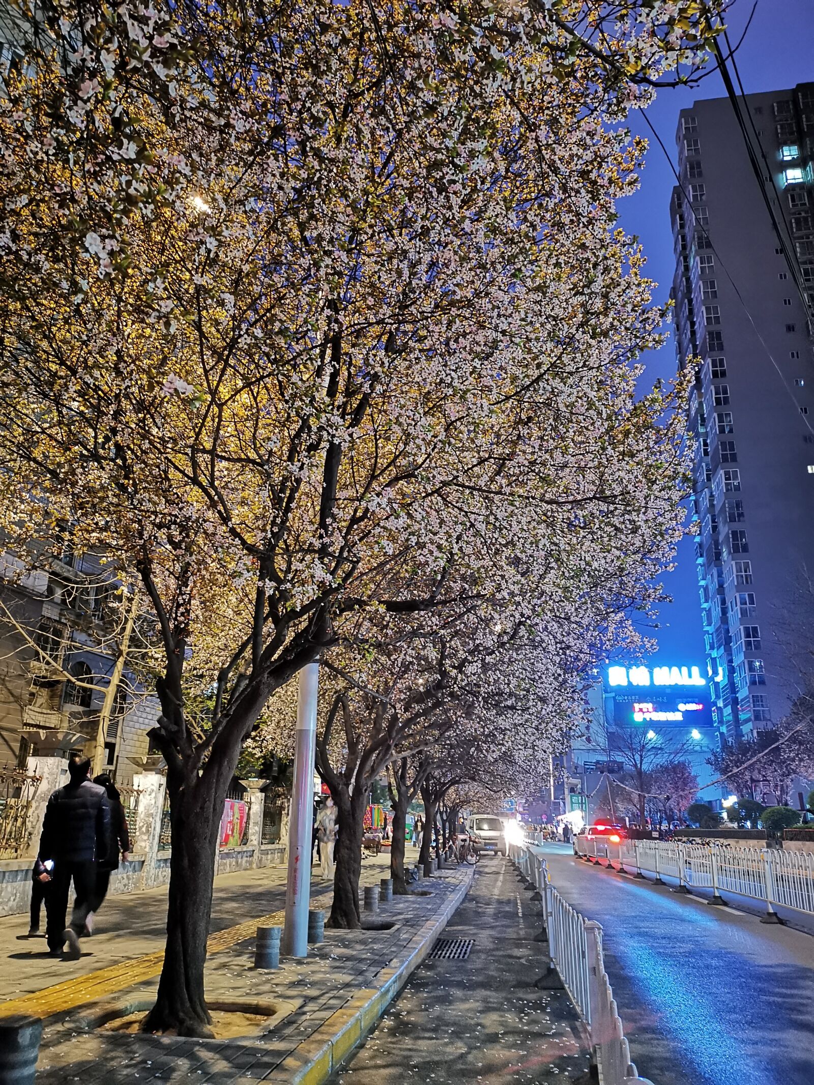 HUAWEI Mate 20 Pro sample photo. Cherry blossom, flower, road photography