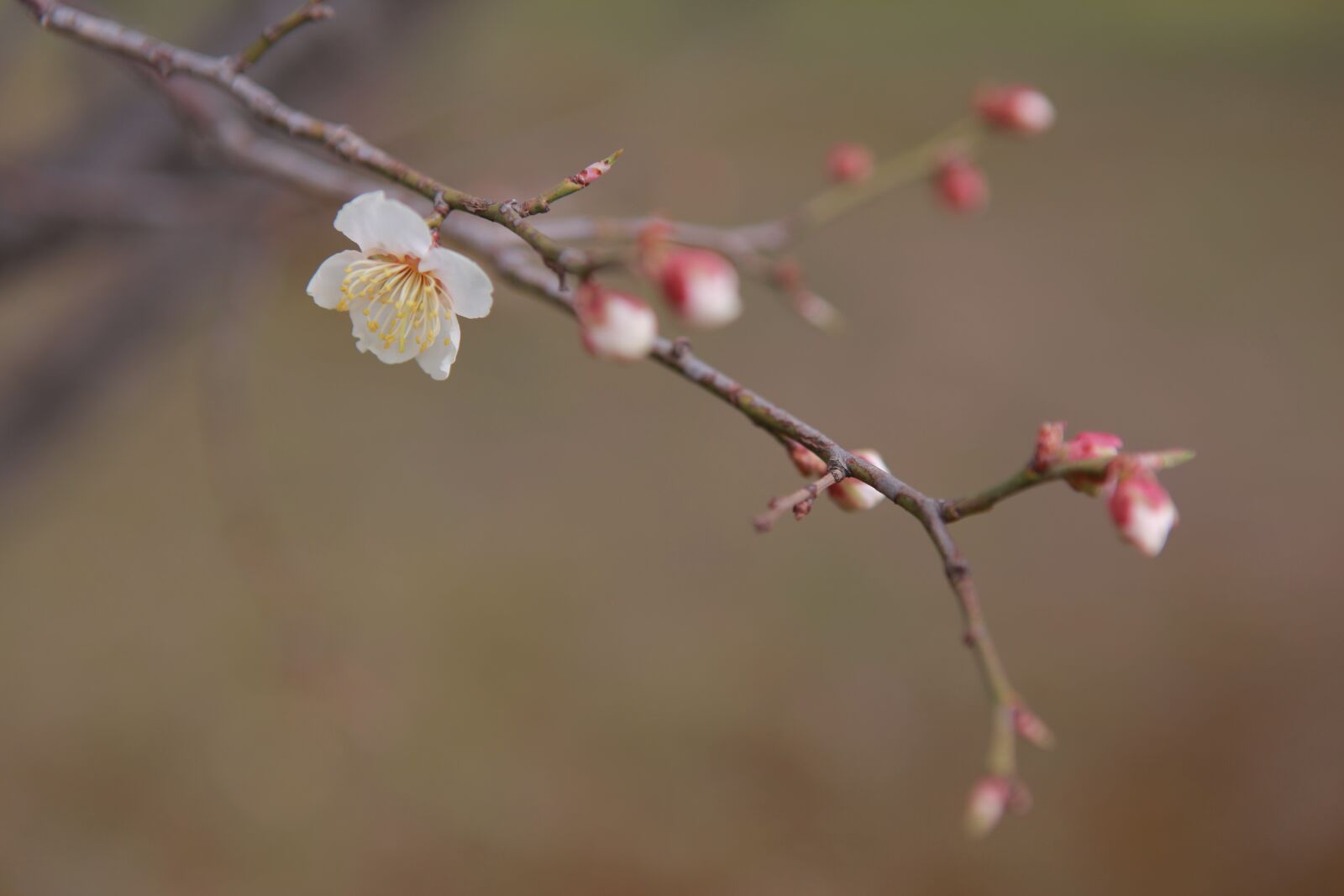 Canon EOS 5D Mark II sample photo. Wood, nature, quarter photography