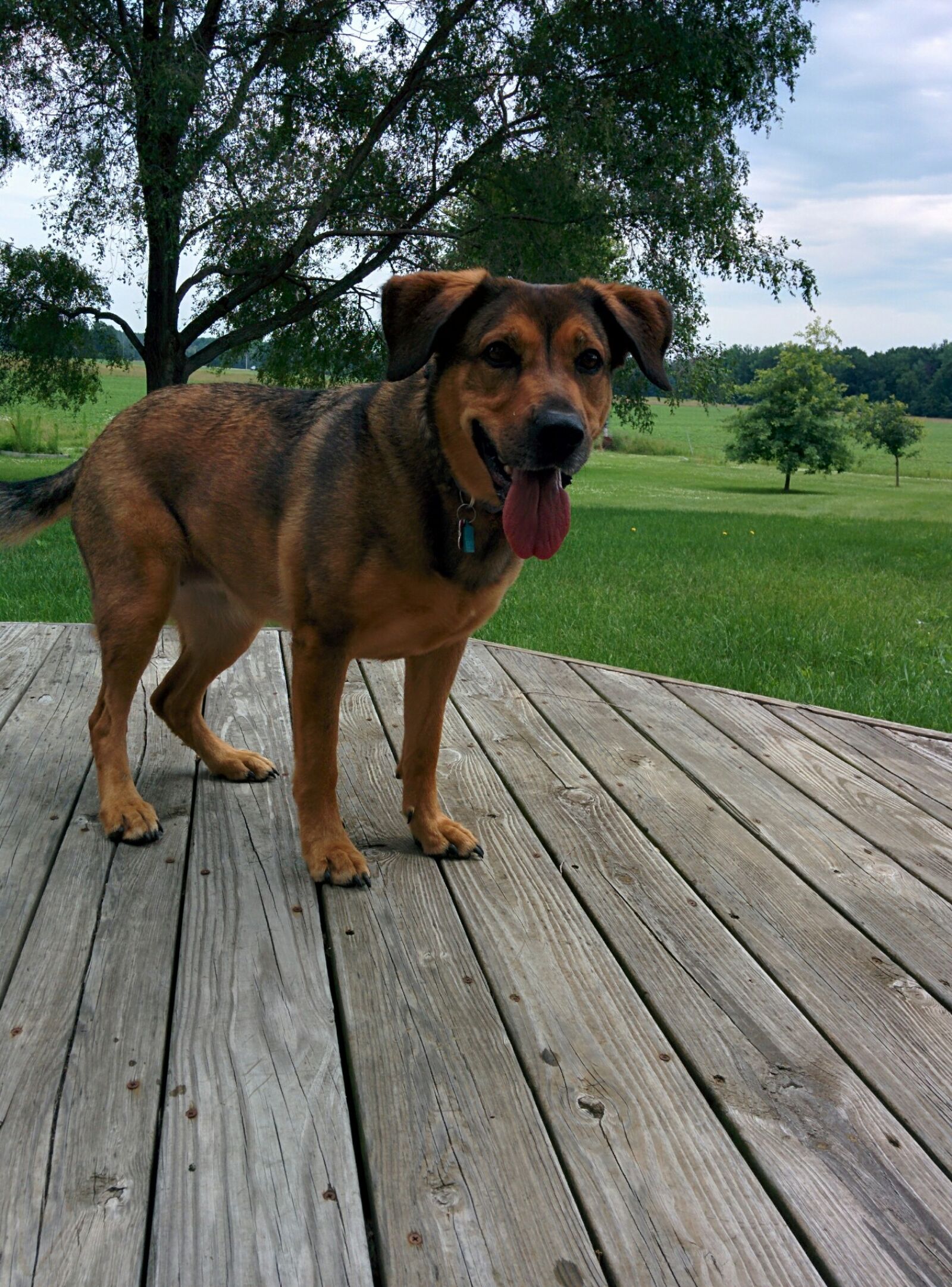 LG Nexus 5 sample photo. Dog, on, wood, against photography