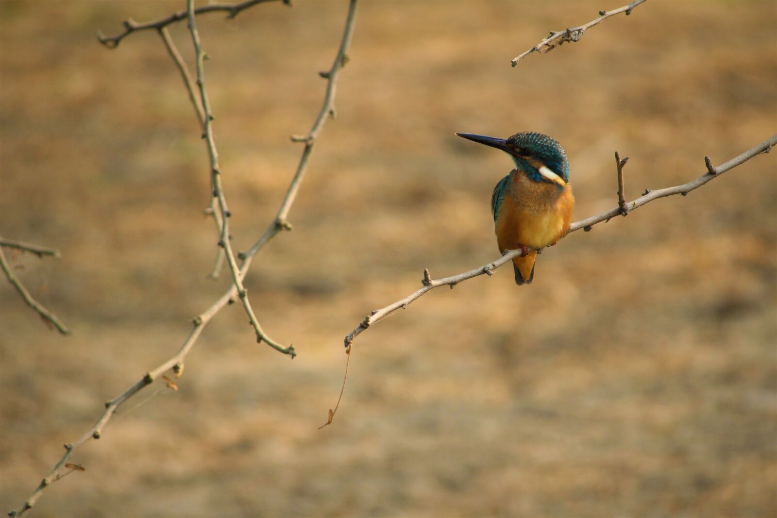 Canon EOS 1200D (EOS Rebel T5 / EOS Kiss X70 / EOS Hi) sample photo. Bird, small, kingfisher photography