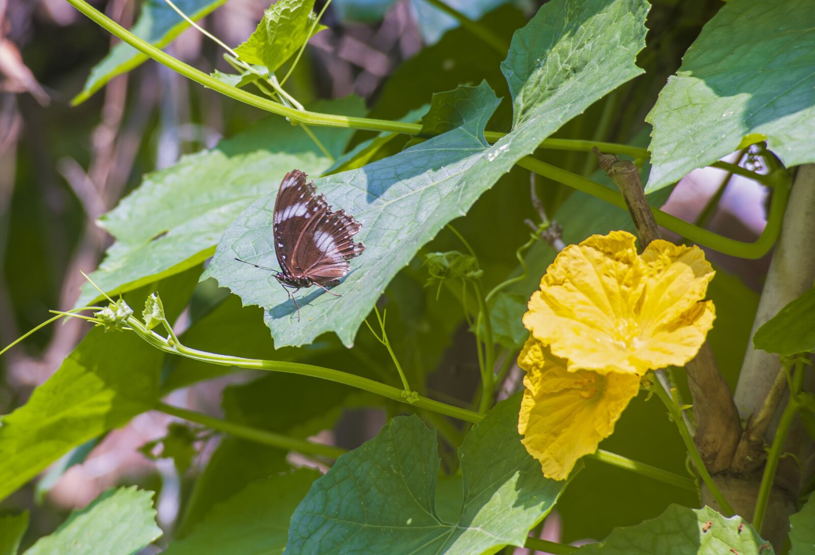 Nikon D700 sample photo. Yellow, butterfly, nature photography