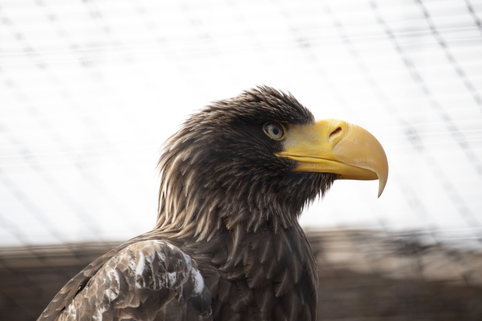 Canon EOS 77D (EOS 9000D / EOS 770D) sample photo. Raptor, bird of prey photography