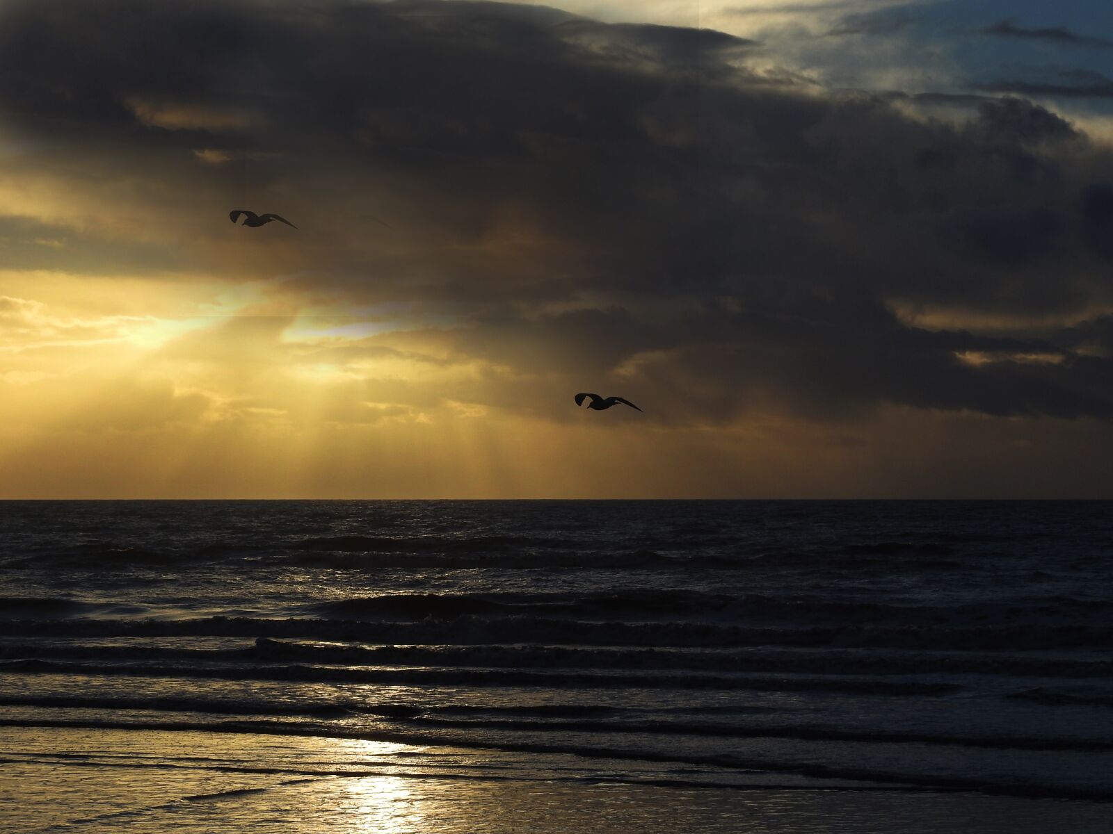 Nikon Coolpix P900 sample photo. Birds, gulls, sea photography