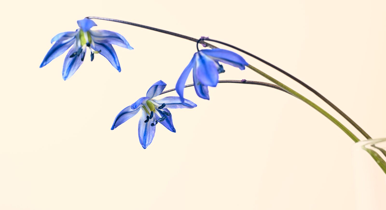 Nikon D5600 sample photo. Scilla, blue star, blossom photography