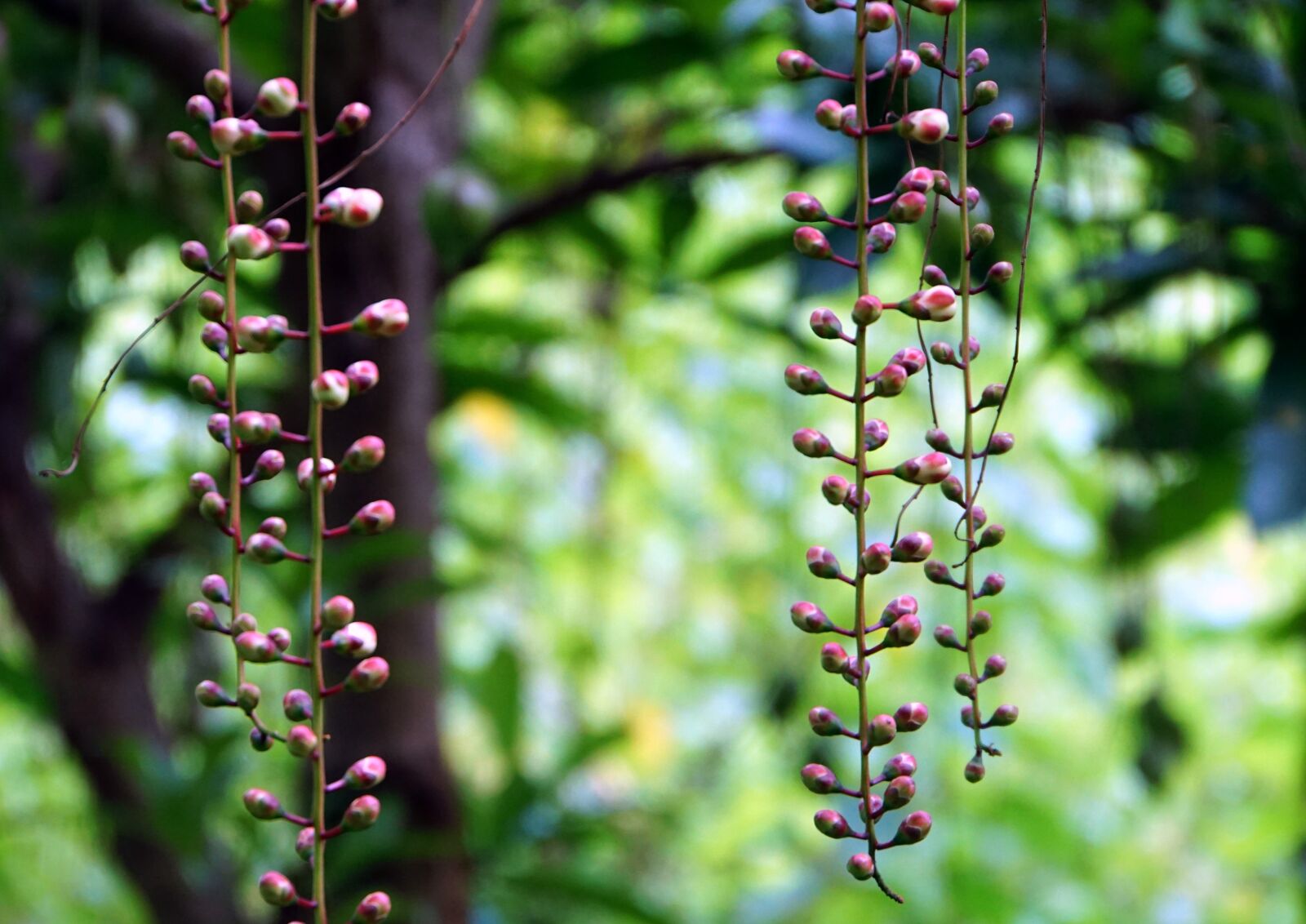 Sony E 18-200mm F3.5-6.3 OSS LE sample photo. Plant, flowers, natural photography