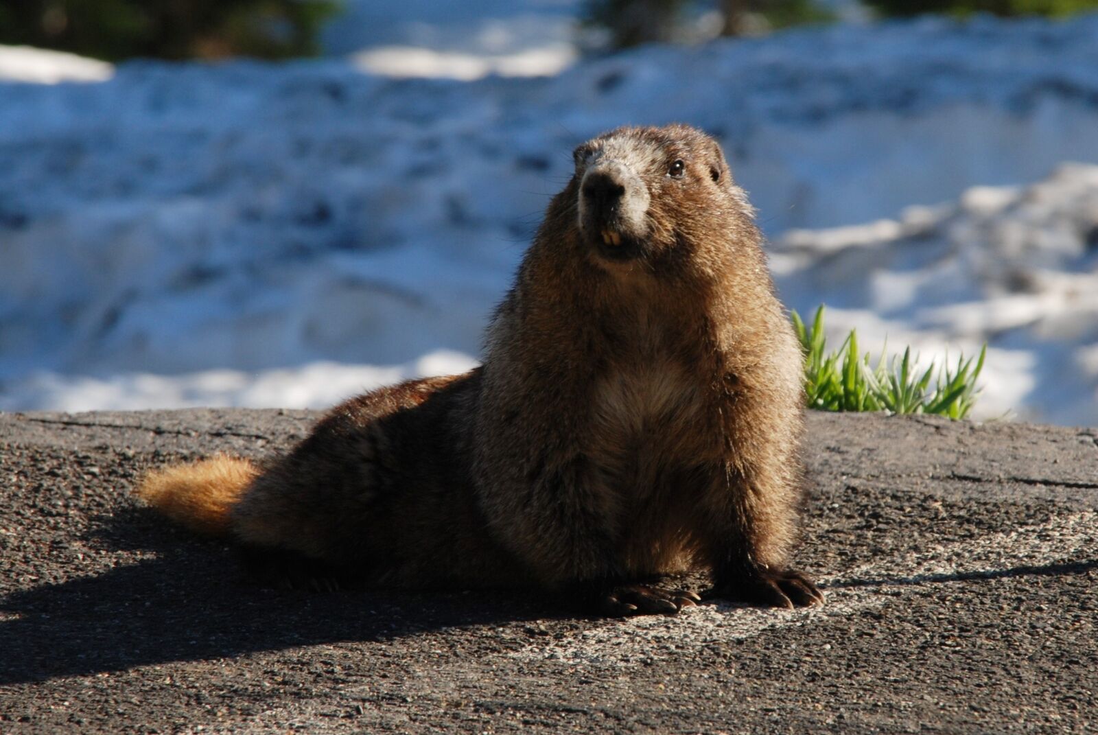 Nikon D80 sample photo. Marmot, hoary marmot, rodent photography