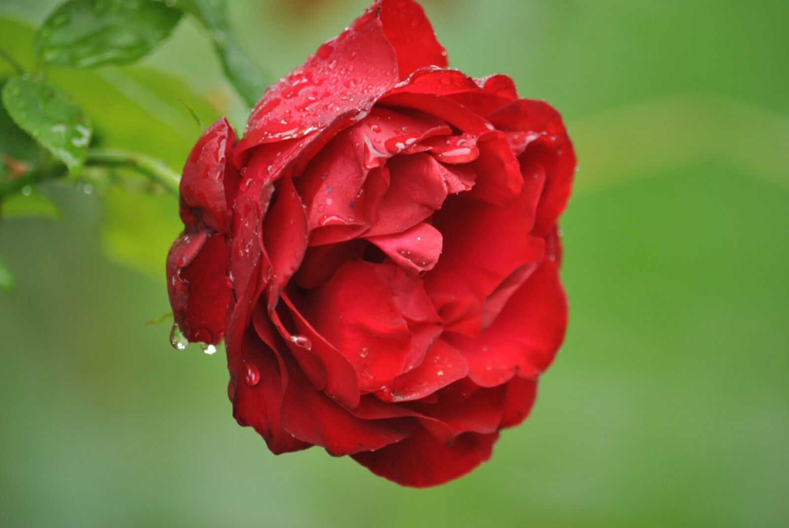 Nikon D3000 sample photo. Rose, red rose, red photography