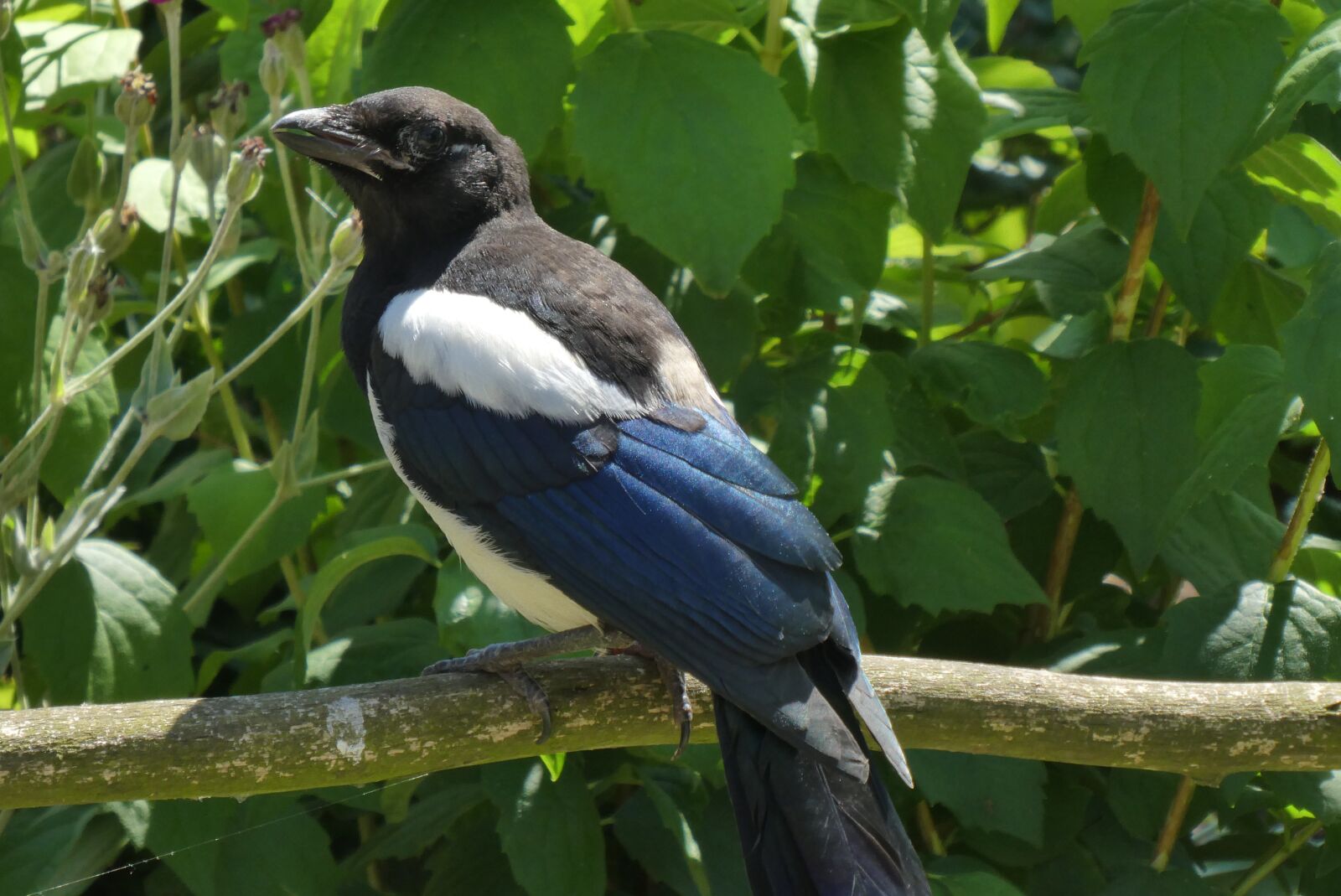 Panasonic Lumix DC-ZS70 (Lumix DC-TZ90) sample photo. Magpie, bird, plumage photography