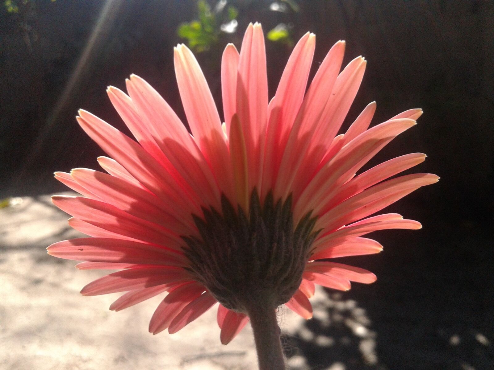 Samsung Galaxy Core sample photo. Flower, pink, summer photography