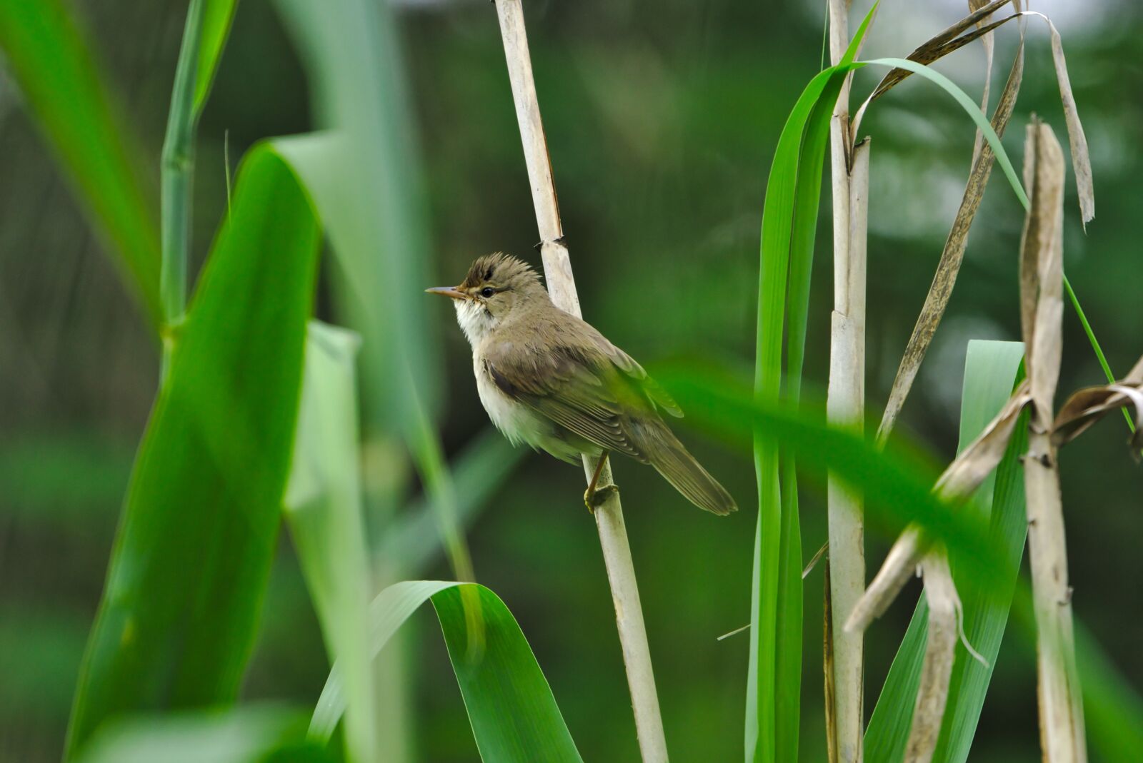Sony a6000 sample photo. Tube singer, sparrow bird photography