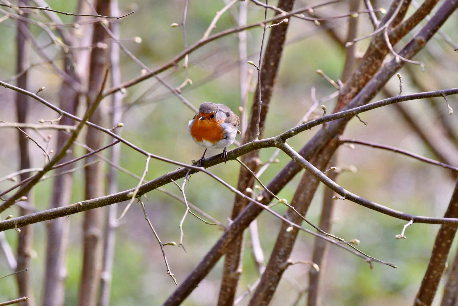 Nikon D500 sample photo. Robin, bird, nature photography