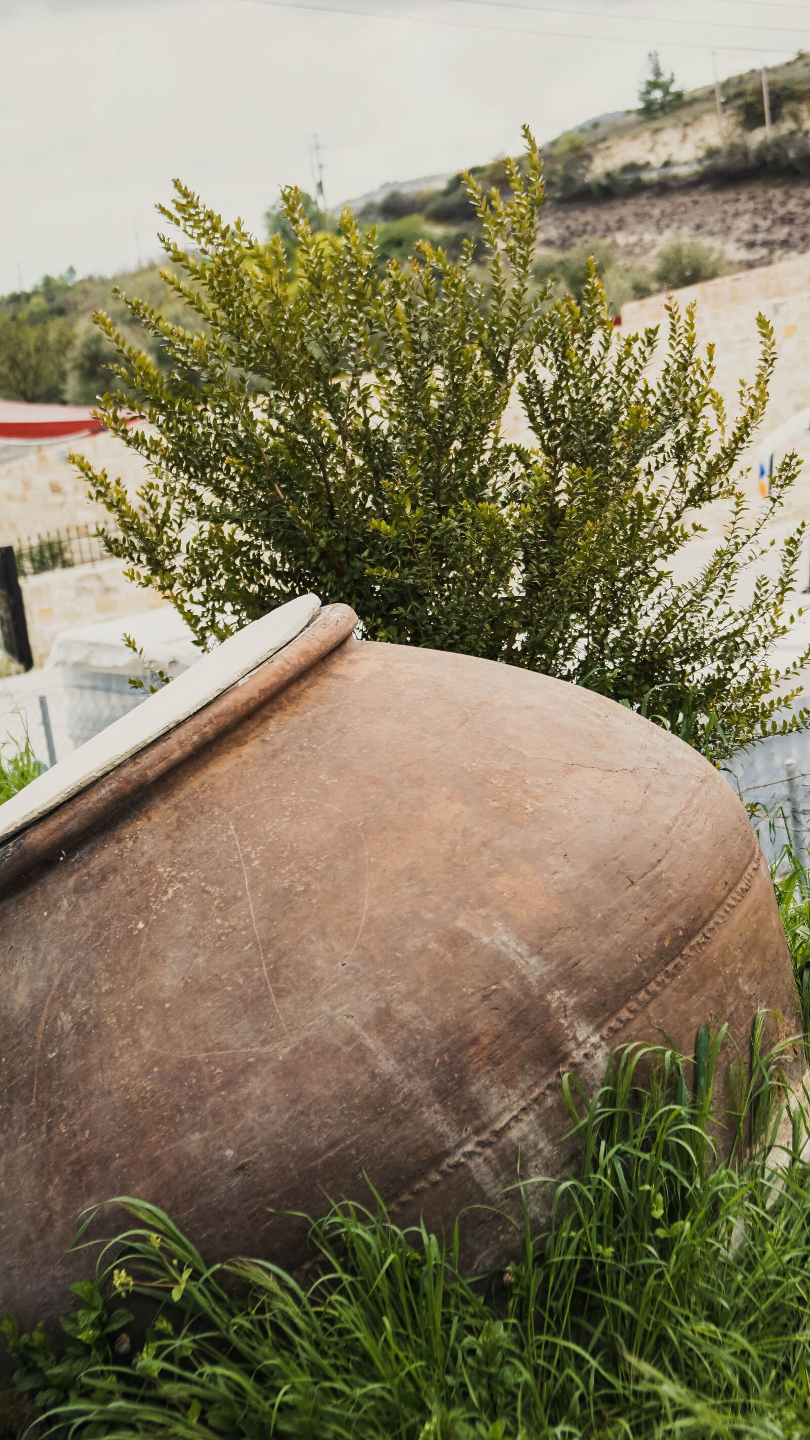 Sony a6000 + Sony Vario-Tessar T* E 16-70mm F4 ZA OSS sample photo. Bush, pot, nature photography