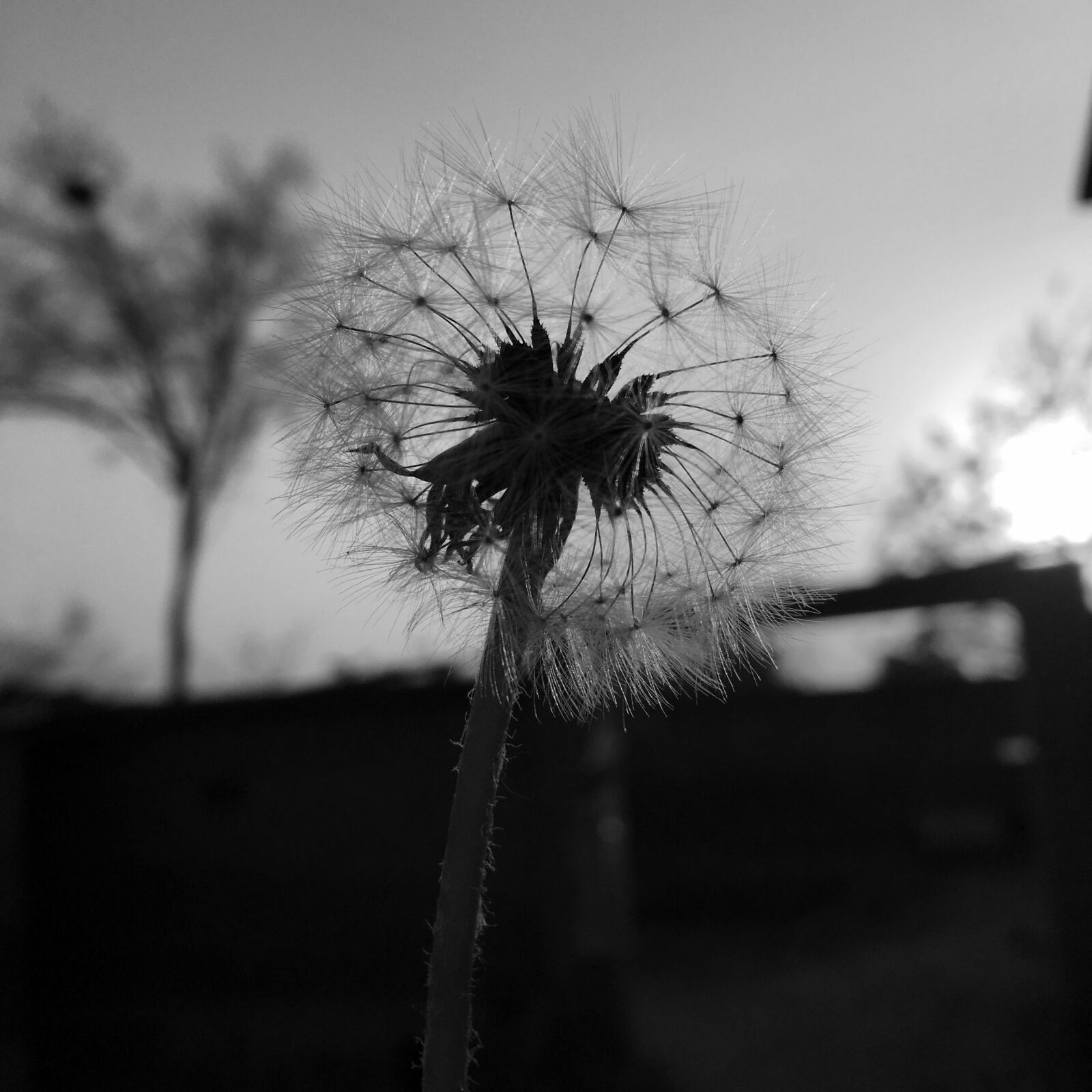 Apple iPhone 6s sample photo. Dandelion, sunset, silhouette photography