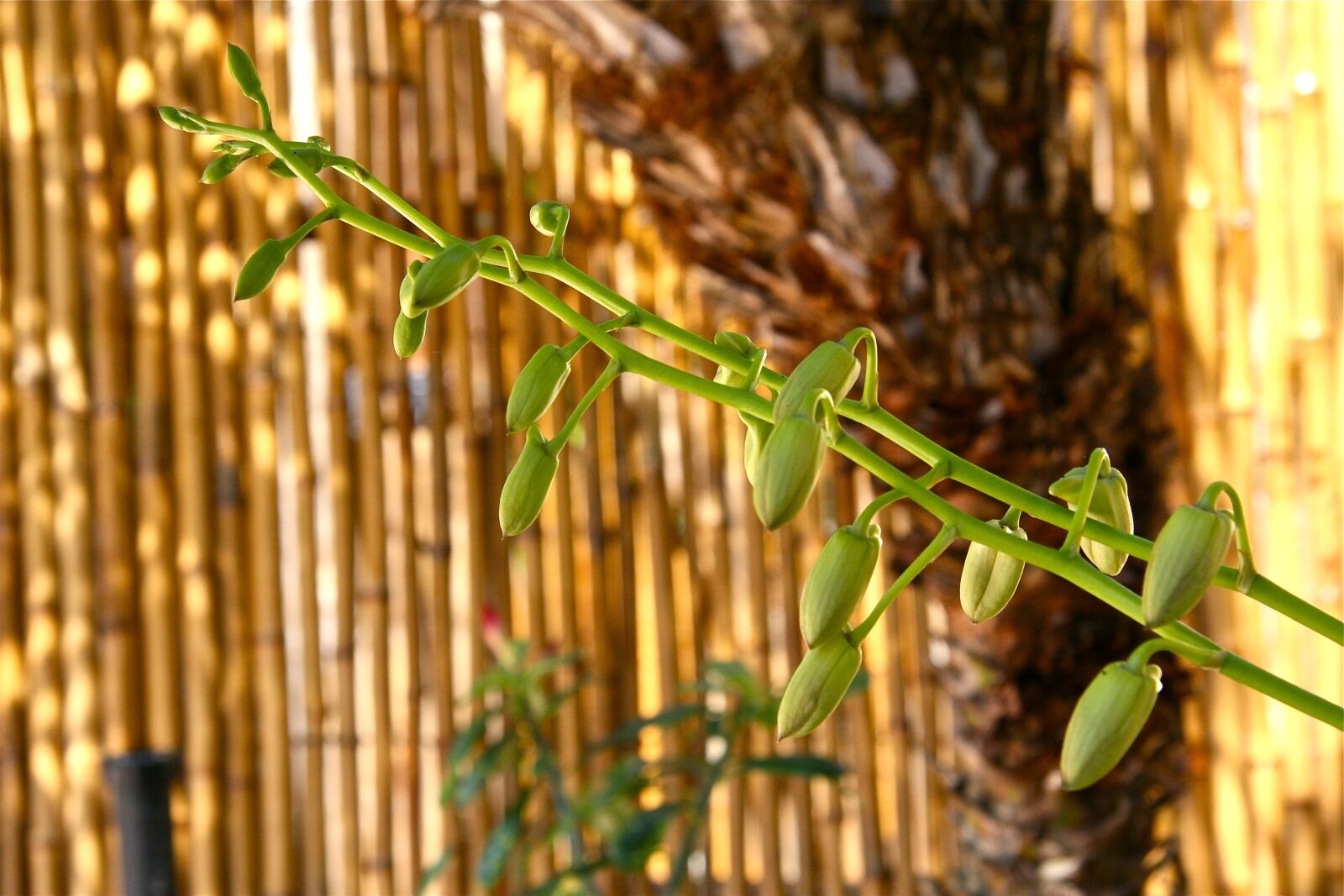 Canon EOS 30D sample photo. Buds, spike, plant photography