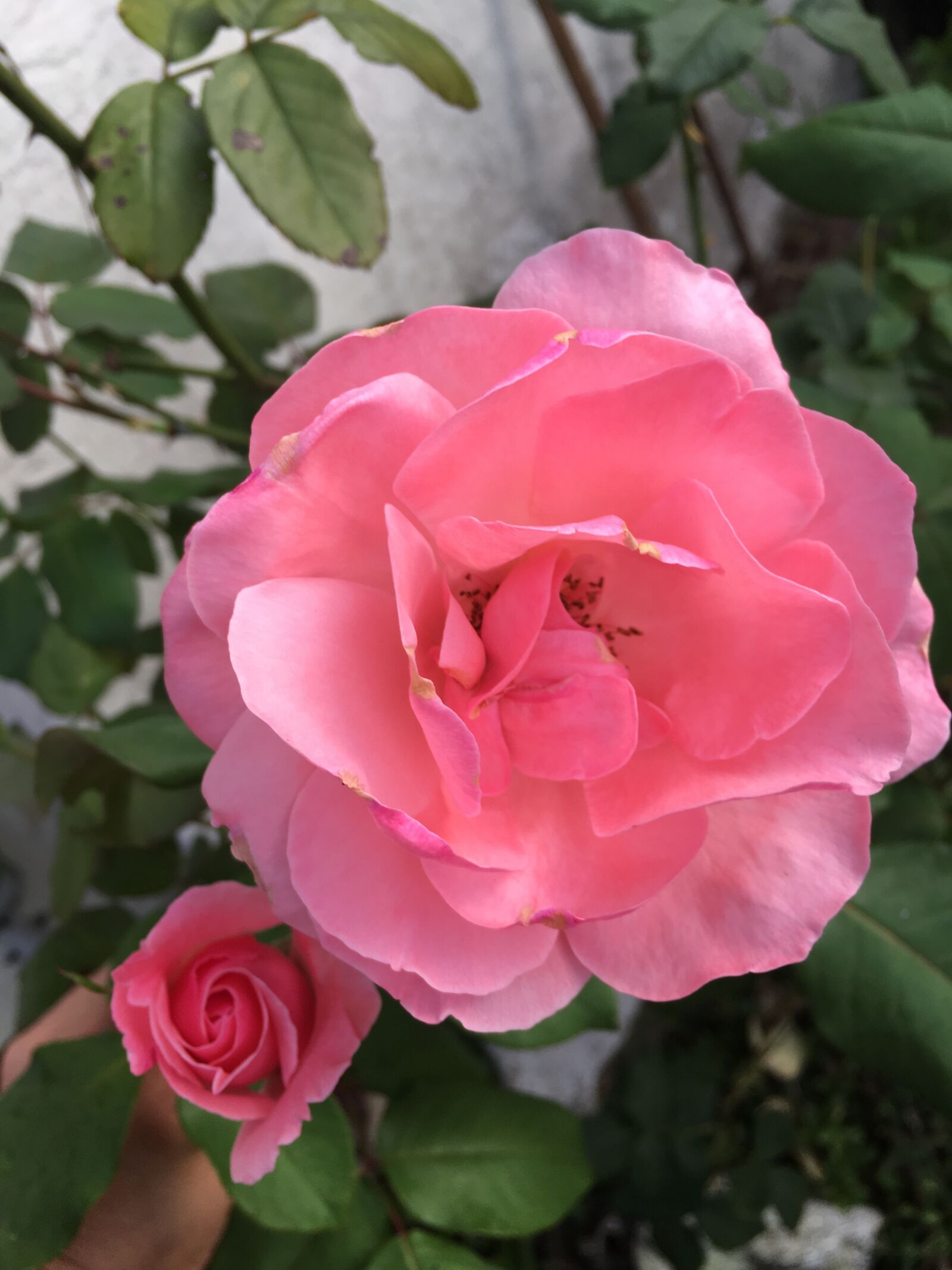 Apple iPhone 6s Plus sample photo. Pink, roses, nature photography