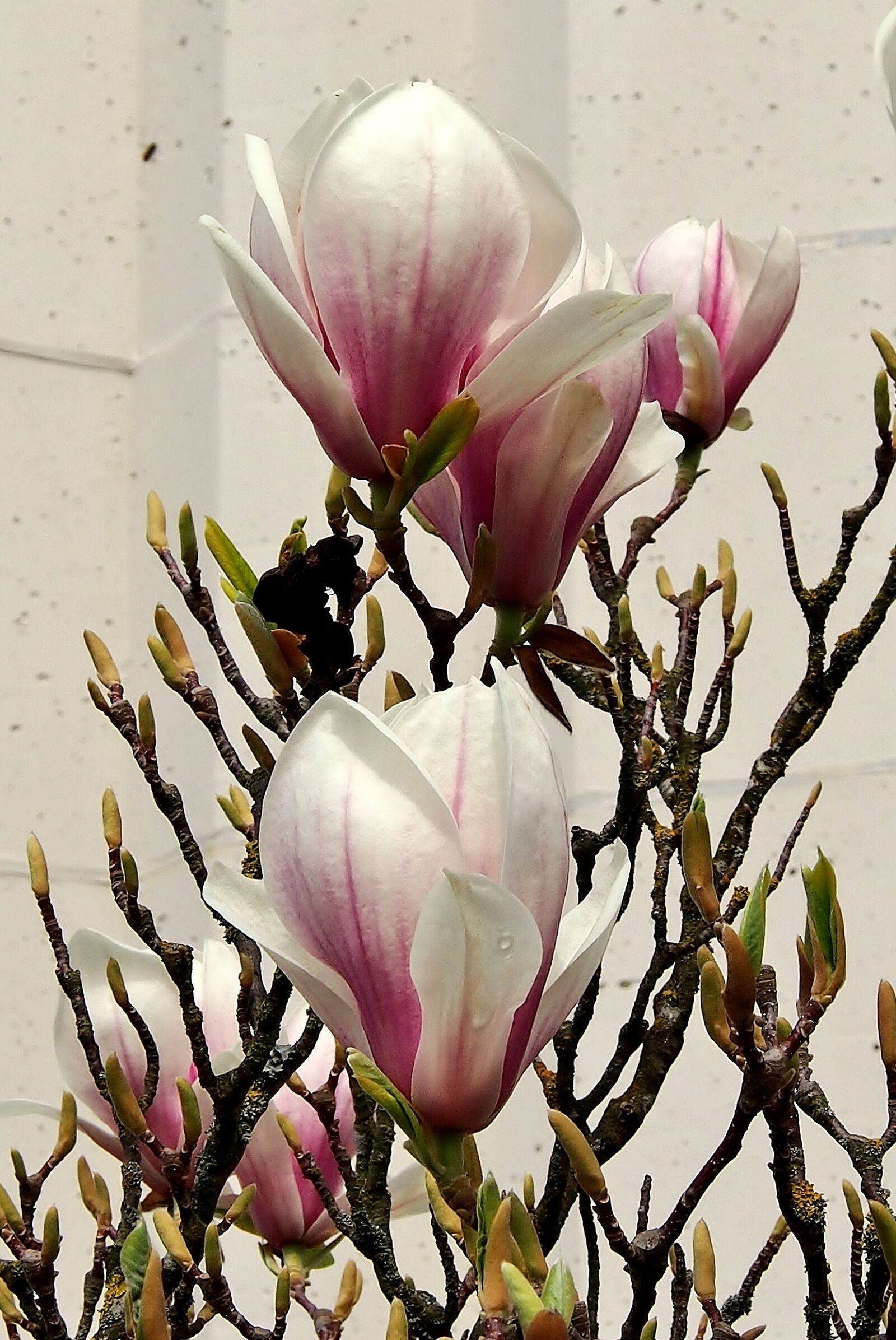 Olympus OM-D E-M5 sample photo. Flower, magnolia, flowers photography