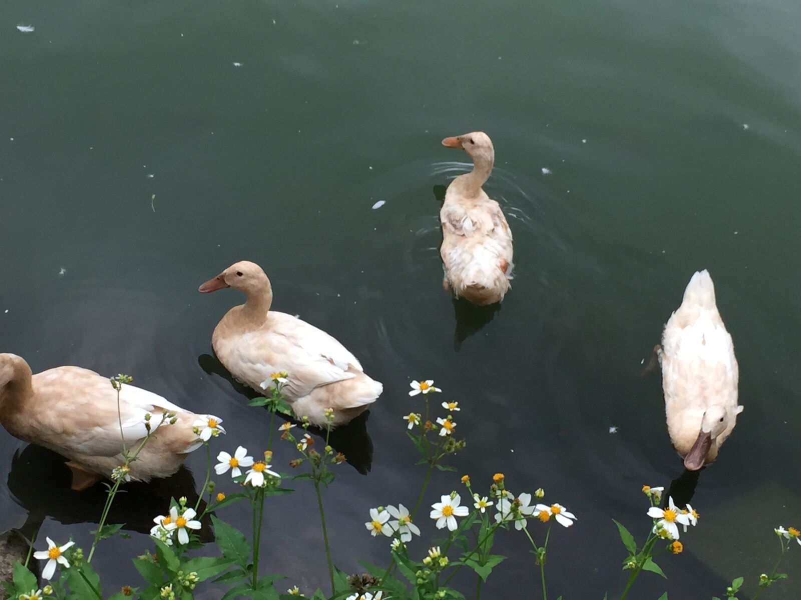 iPhone 6 Plus back camera 4.15mm f/2.2 sample photo. Happy, duck child, lake photography