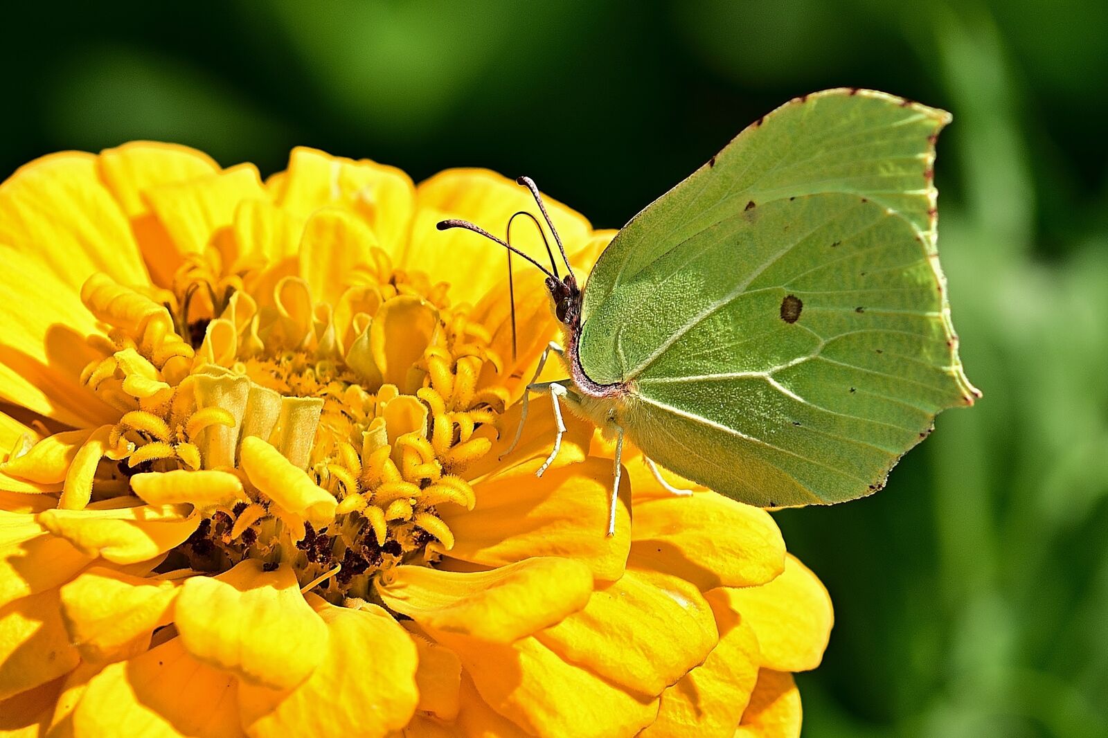 Nikon D5200 sample photo. Butterfly, gonepteryx rhamni, zinnia photography