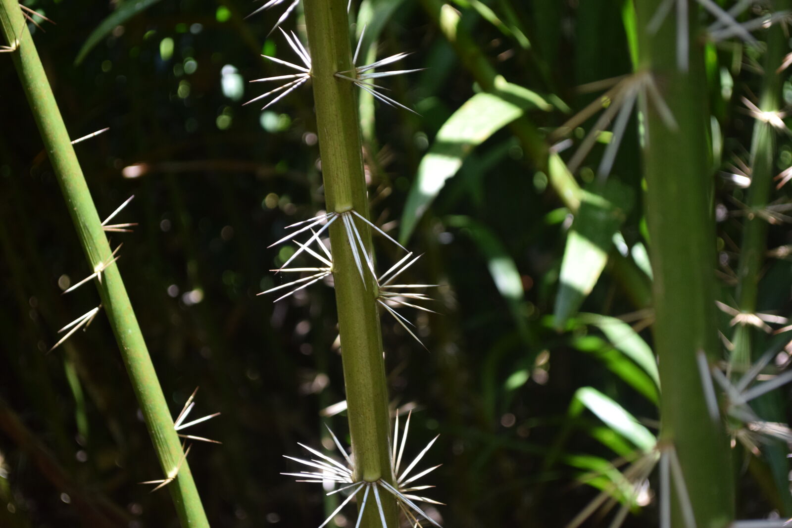 Nikon D5300 sample photo. Plants, spikes photography
