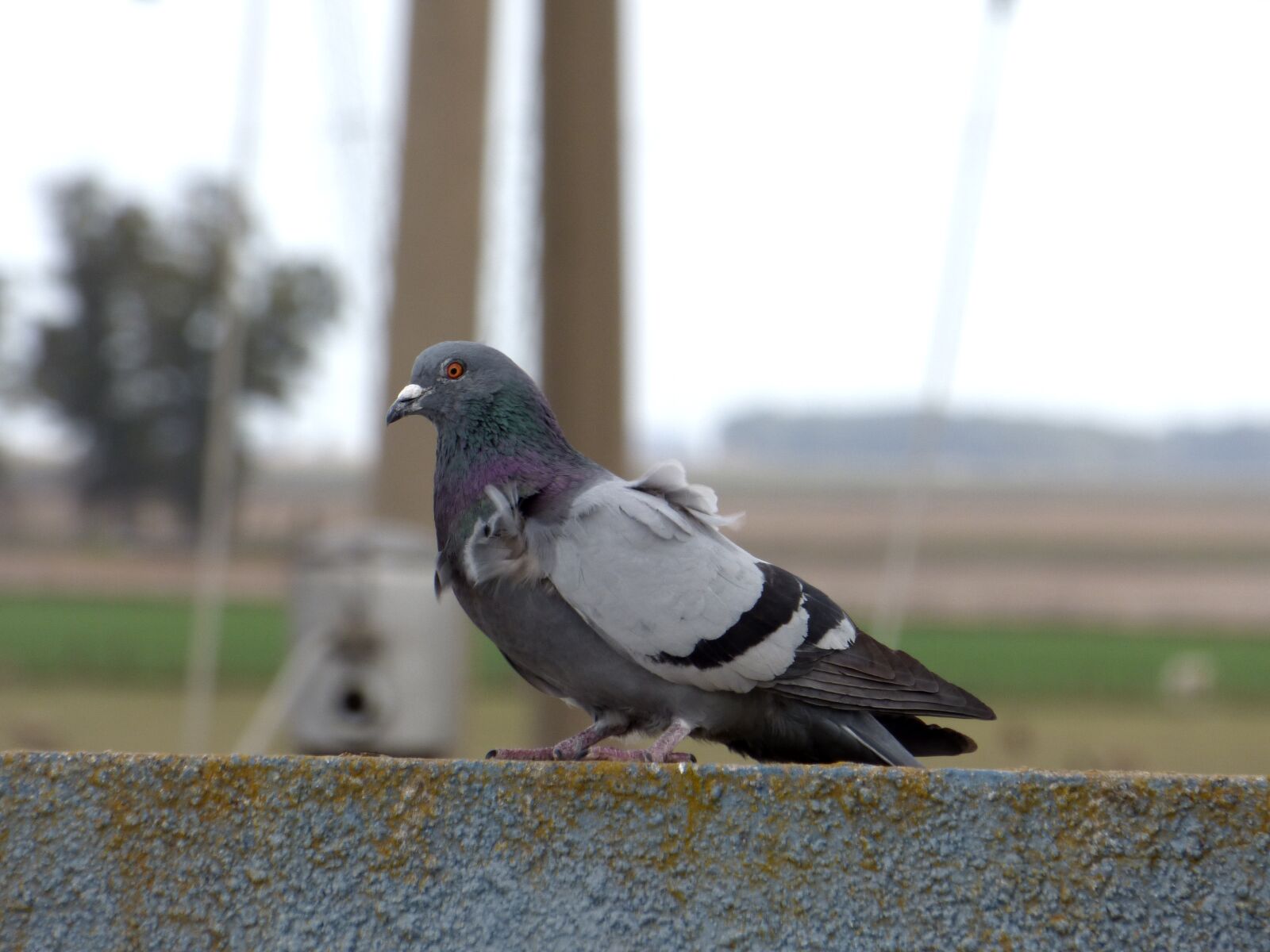 Panasonic Lumix DMC-FZ70 sample photo. Paloma, ave, bird photography