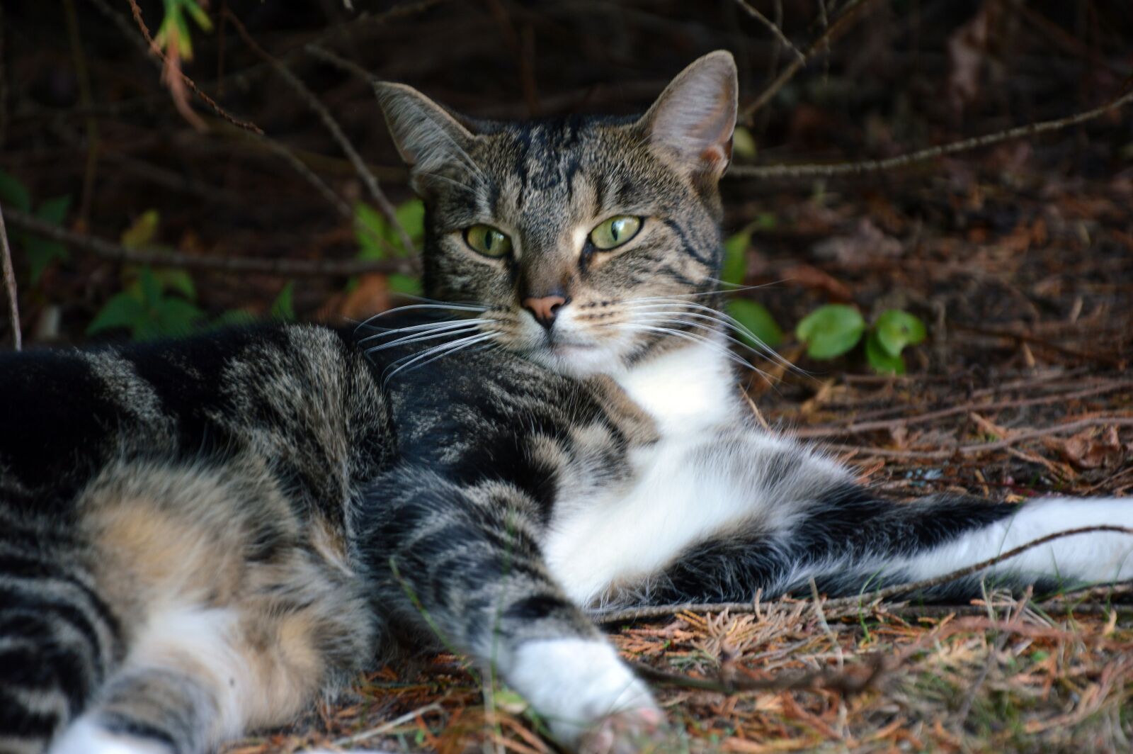 Nikon D3200 sample photo. Cat, animal, pet photography