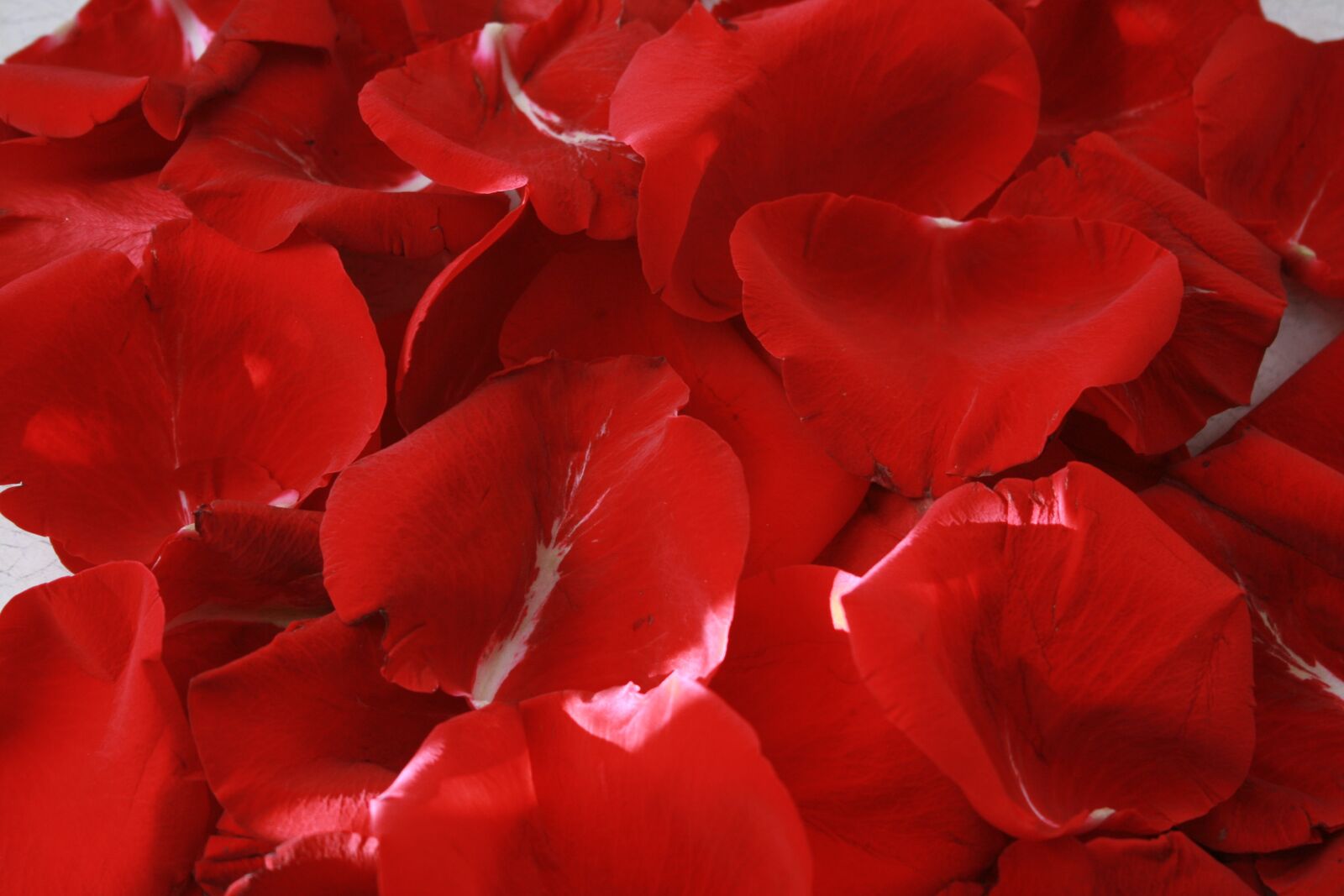 Canon EOS 400D (EOS Digital Rebel XTi / EOS Kiss Digital X) sample photo. Rose, petals, red photography