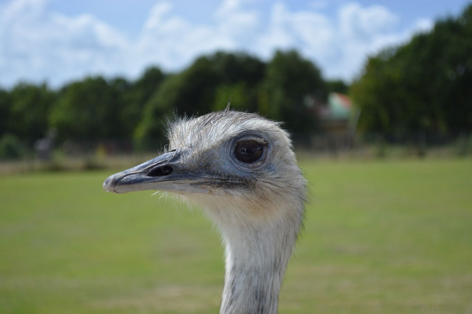 Nikon D5200 sample photo. Emu, zoo, head photography