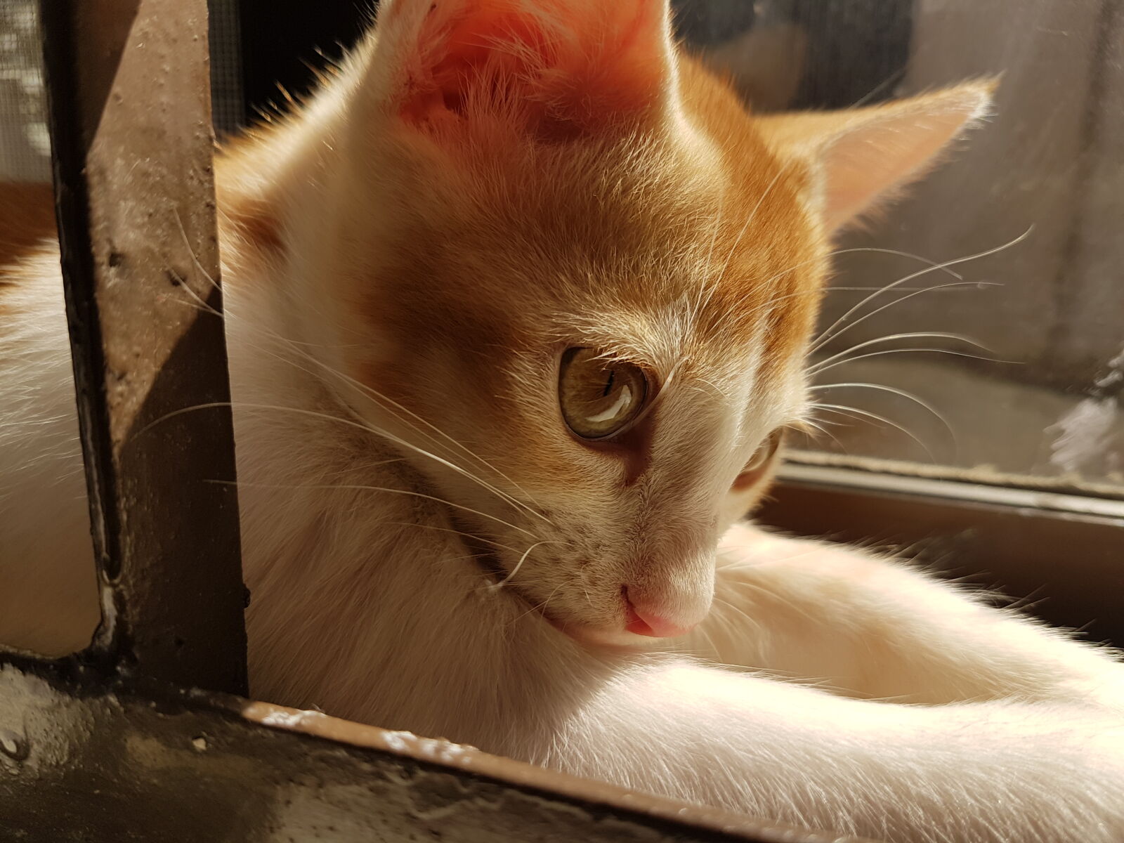 Samsung Galaxy S7 Edge sample photo. Cat, innocence, innocent, kitten photography