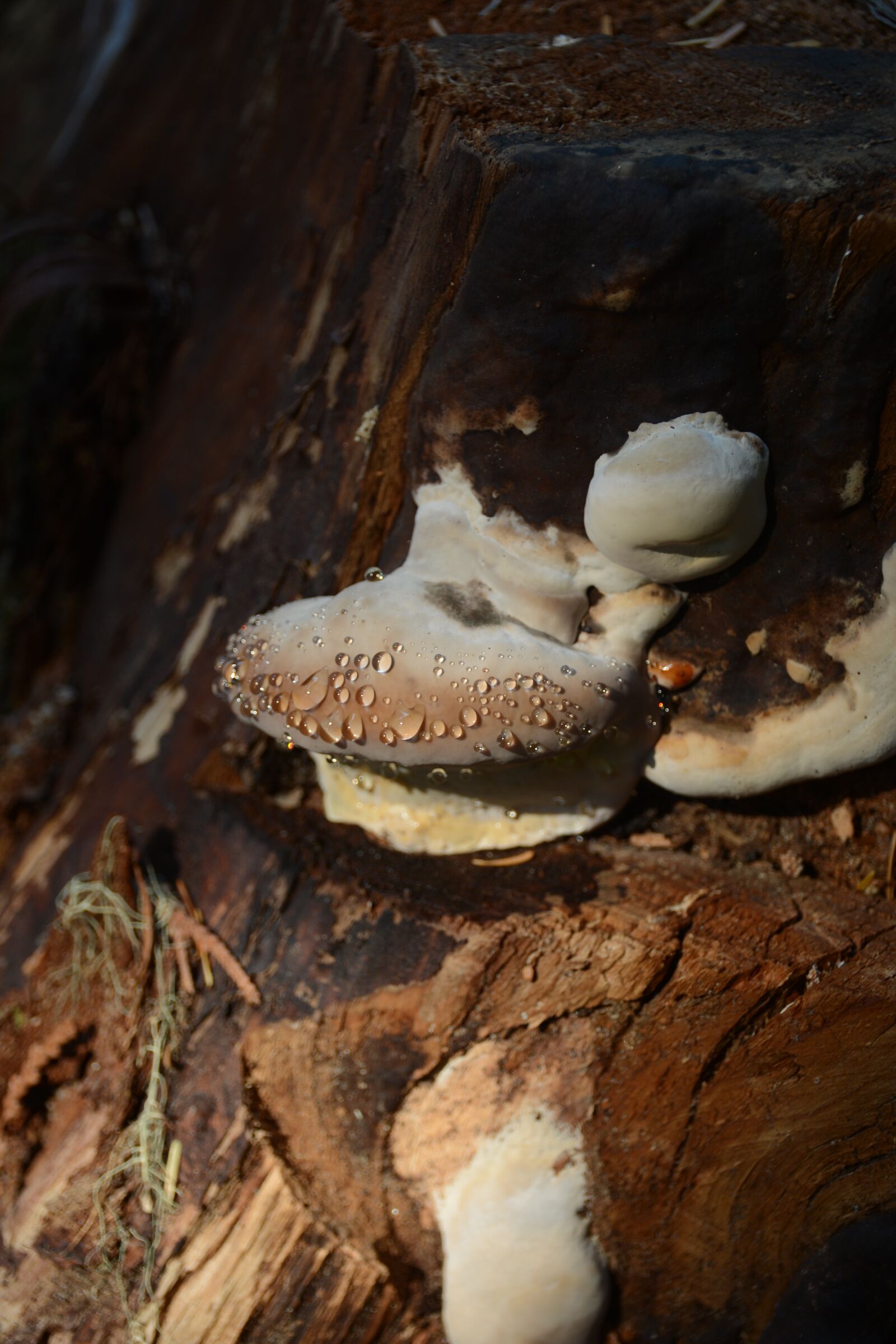 Nikon D7100 sample photo. Mushroom, fungus, fungal photography