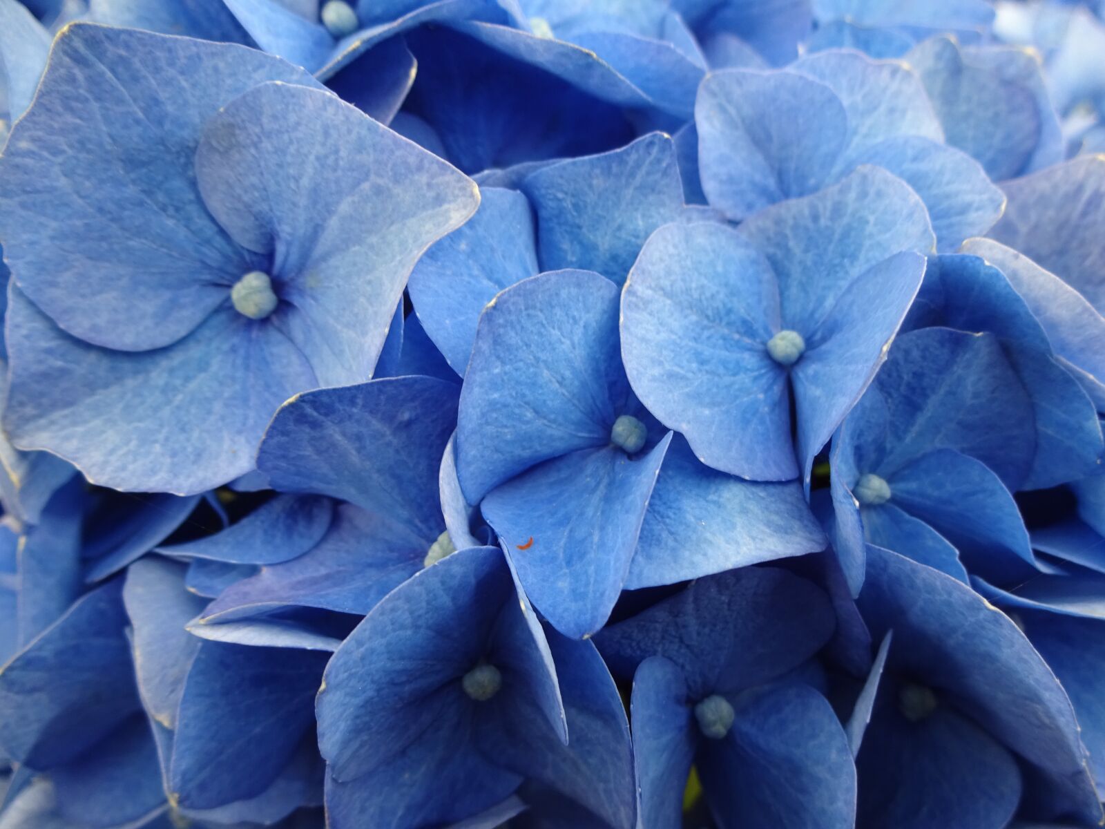 Sony Cyber-shot DSC-WX220 sample photo. Hydrangeas, blue, flower photography