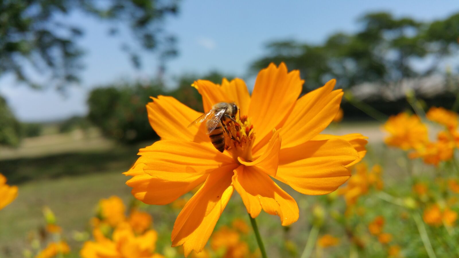 Samsung Galaxy Note4 sample photo. Bee, african bee, flower photography