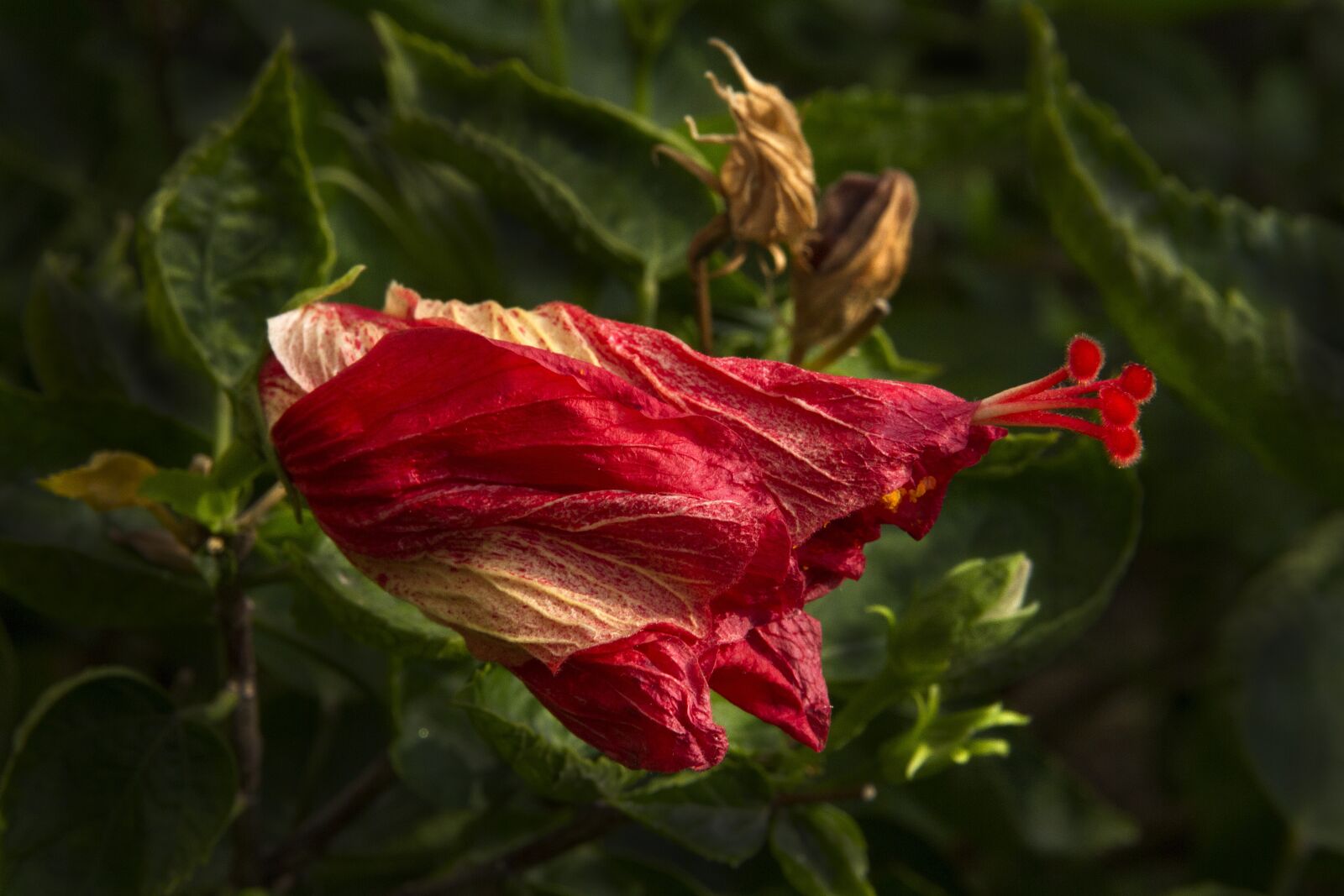 Canon EOS 7D sample photo. Flower, withered, abstract photography