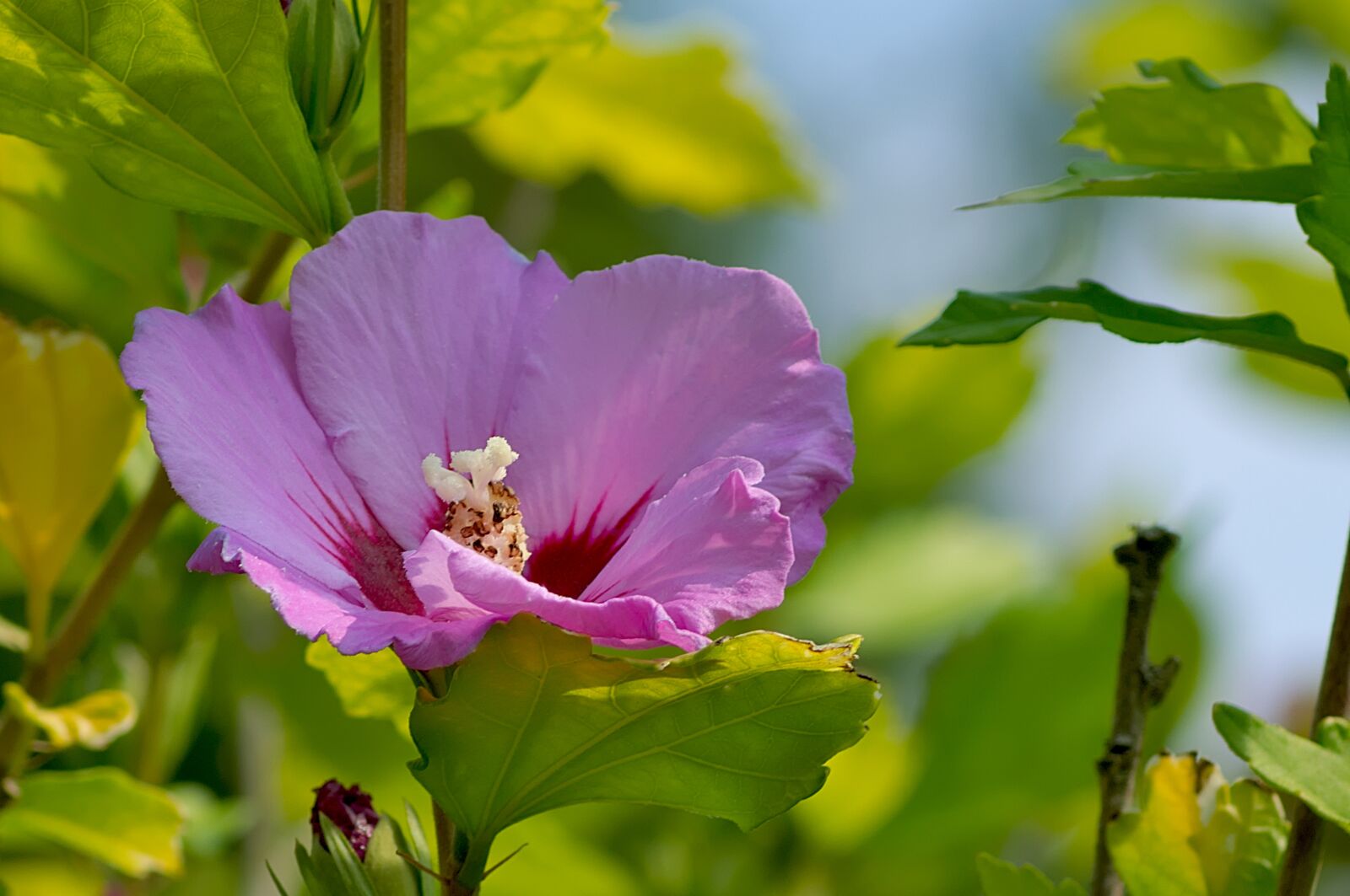 Nikon D3300 sample photo. Hibiscus, blossom, bloom photography