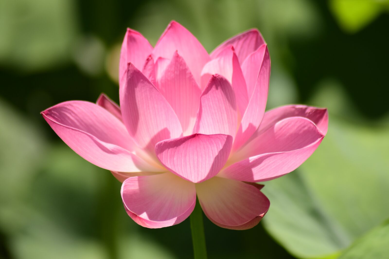 Nikon D3300 sample photo. Water lily, pink, flower photography