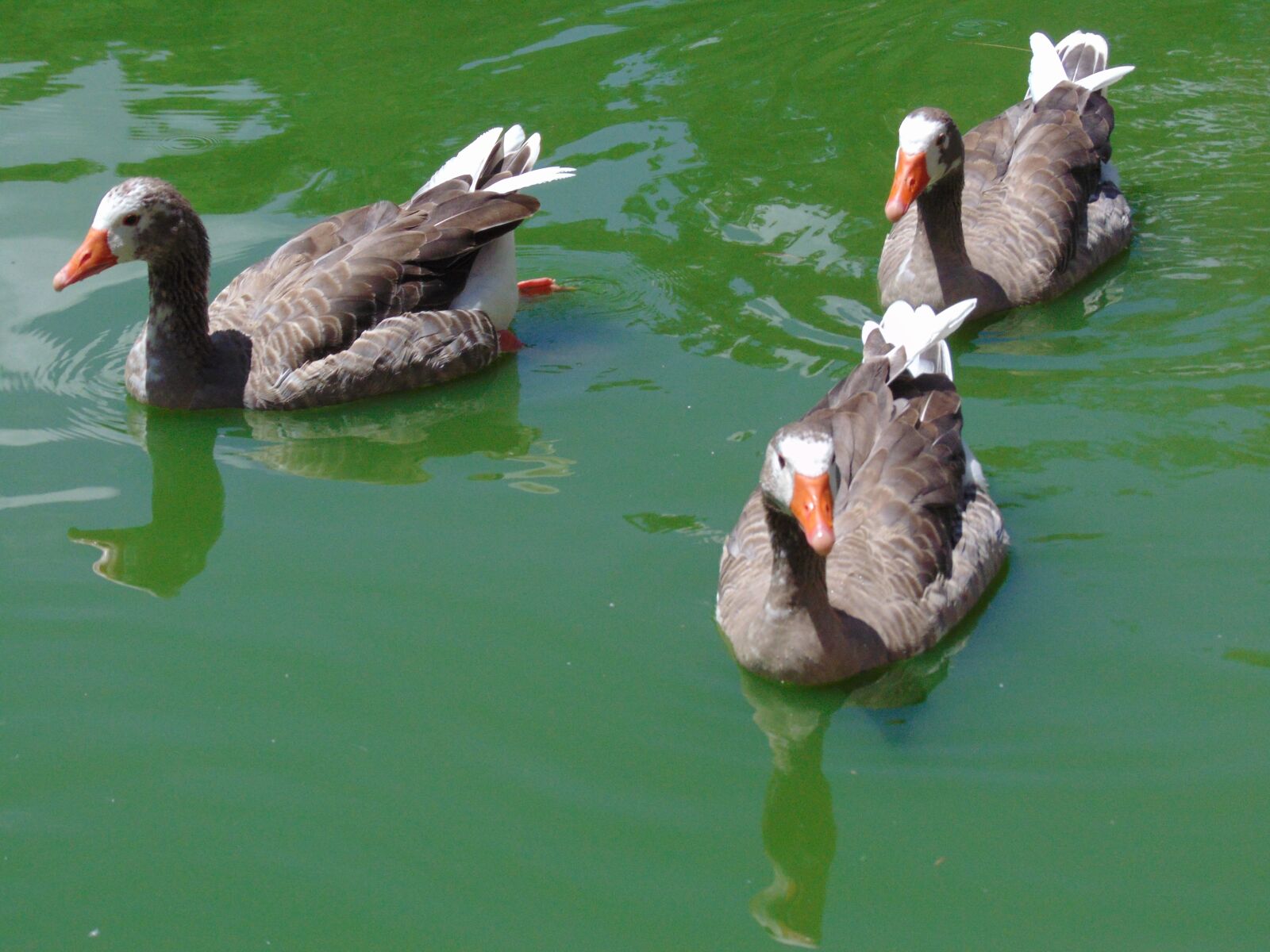 Sony Cyber-shot DSC-H300 sample photo. Goose, ave, pond photography