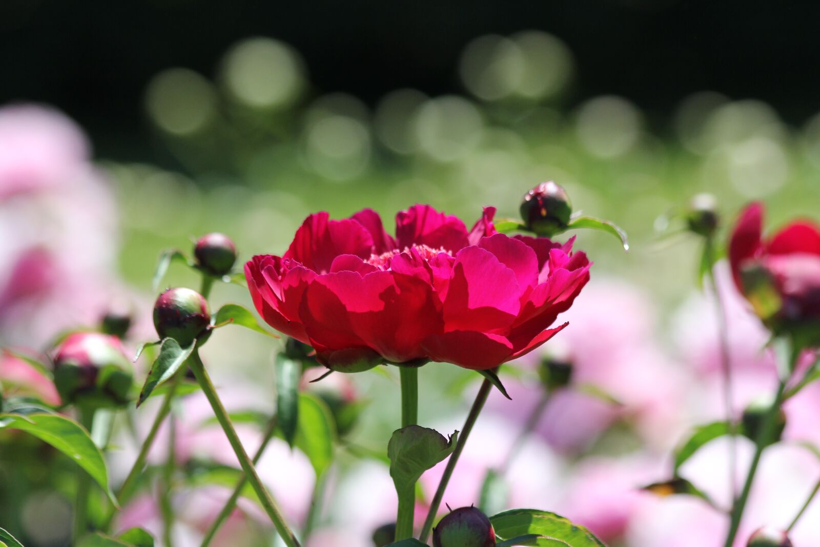 Canon EF 70-300mm F4-5.6 IS USM sample photo. Vibrant flowers, pink, magenta photography
