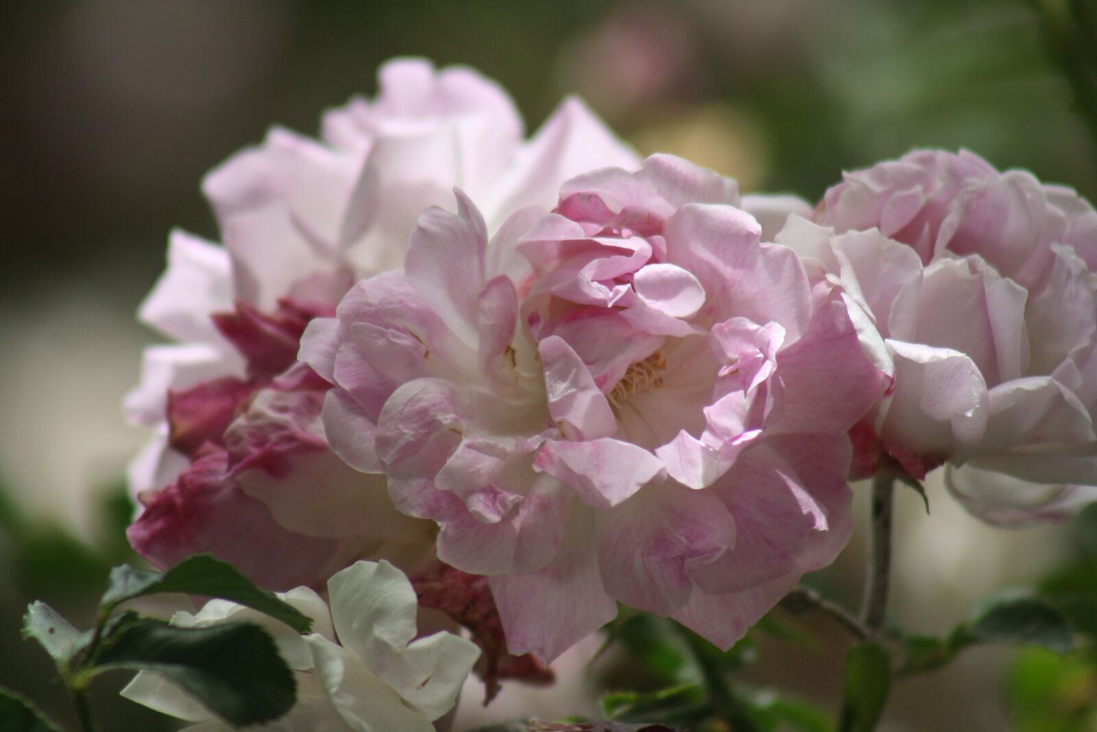 Canon EOS 1000D (EOS Digital Rebel XS / EOS Kiss F) sample photo. Flower, plant, nature photography
