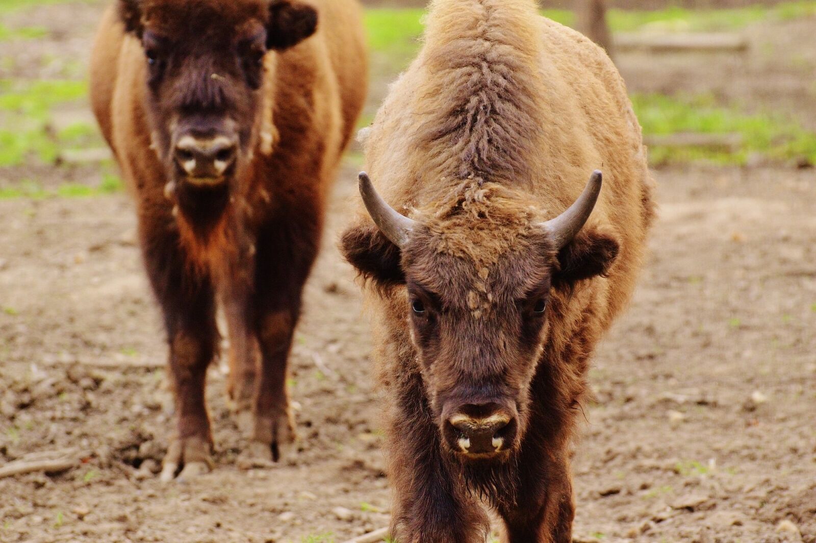 Nikon D3200 sample photo. Bison, wildpark poing, wild photography
