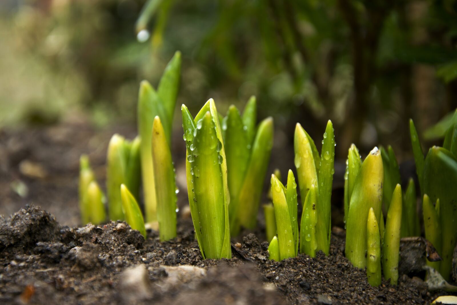 Nikon D5300 sample photo. Tulip, green, spring photography