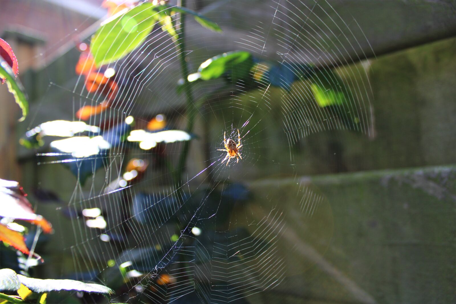Canon EOS 2000D (EOS Rebel T7 / EOS Kiss X90 / EOS 1500D) sample photo. Cobweb, spider web, wet photography