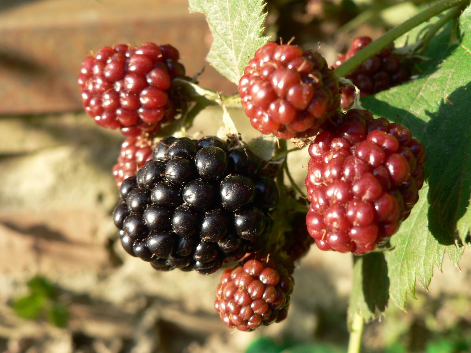 Panasonic DMC-FZ5 sample photo. Blackberry, nature, berries photography