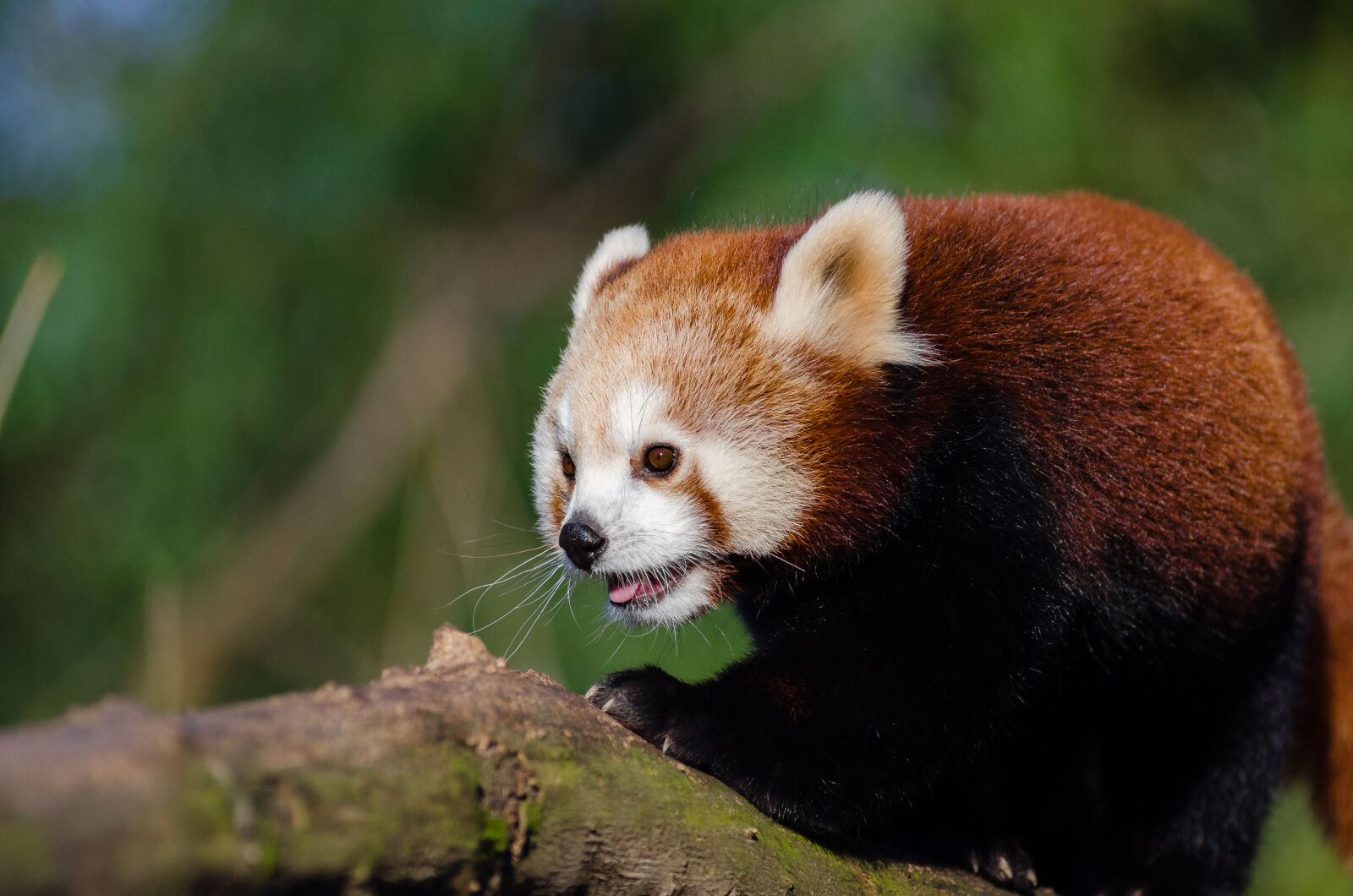 AF Zoom-Nikkor 80-200mm f/2.8 ED sample photo