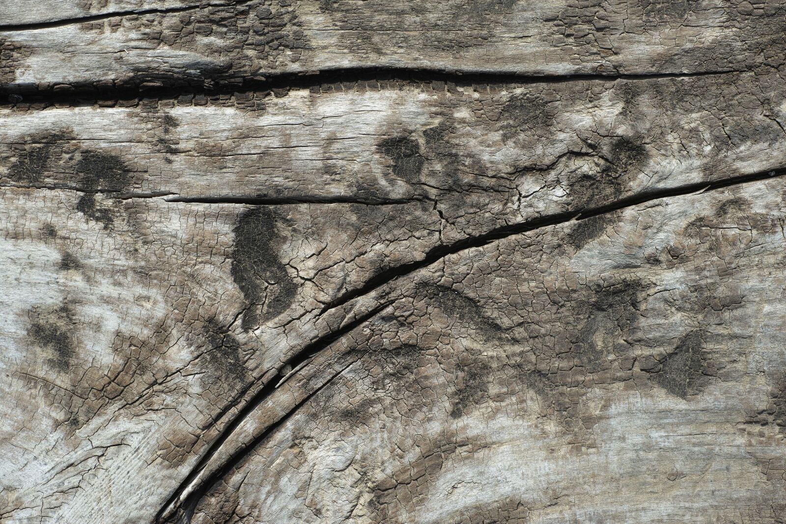 Sigma DP3 Merrill sample photo. Texture, wood, macro photography
