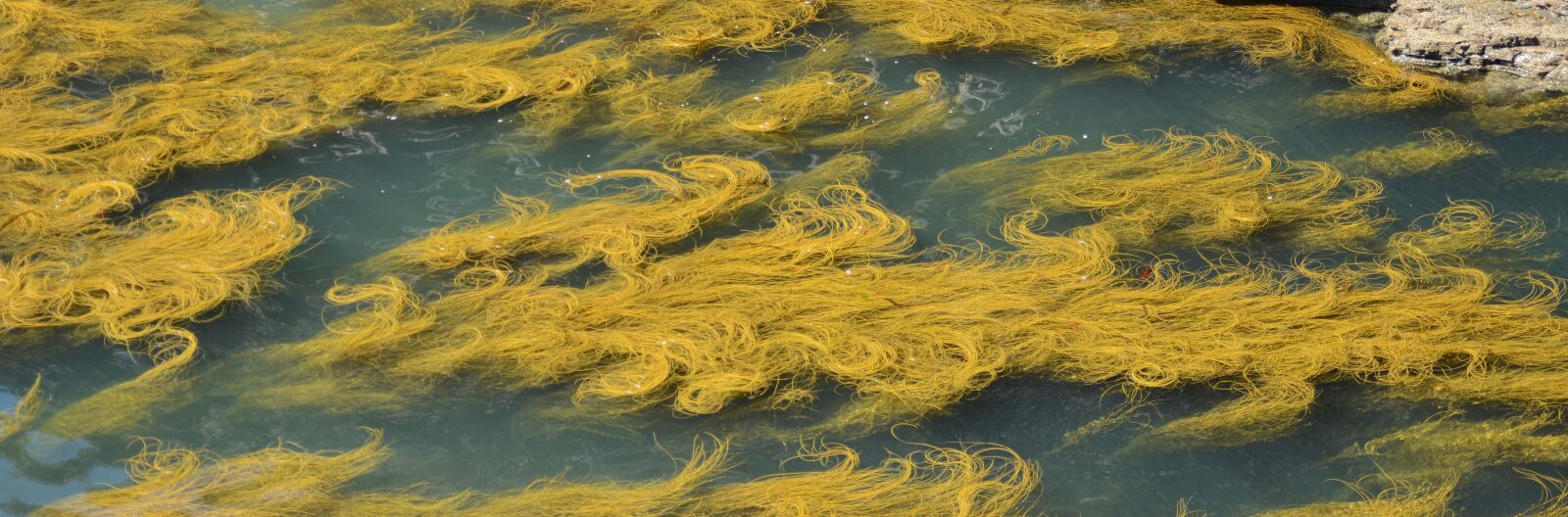 Nikon D7100 sample photo. Yellow, ireland, nature photography