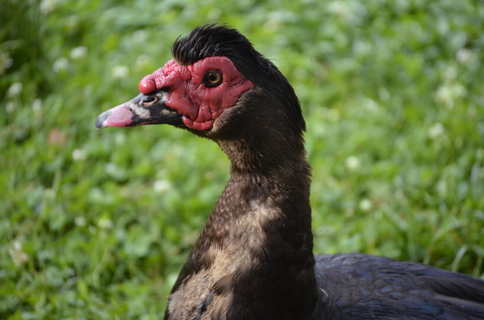 Nikon D5100 sample photo. Face, duck, bird photography