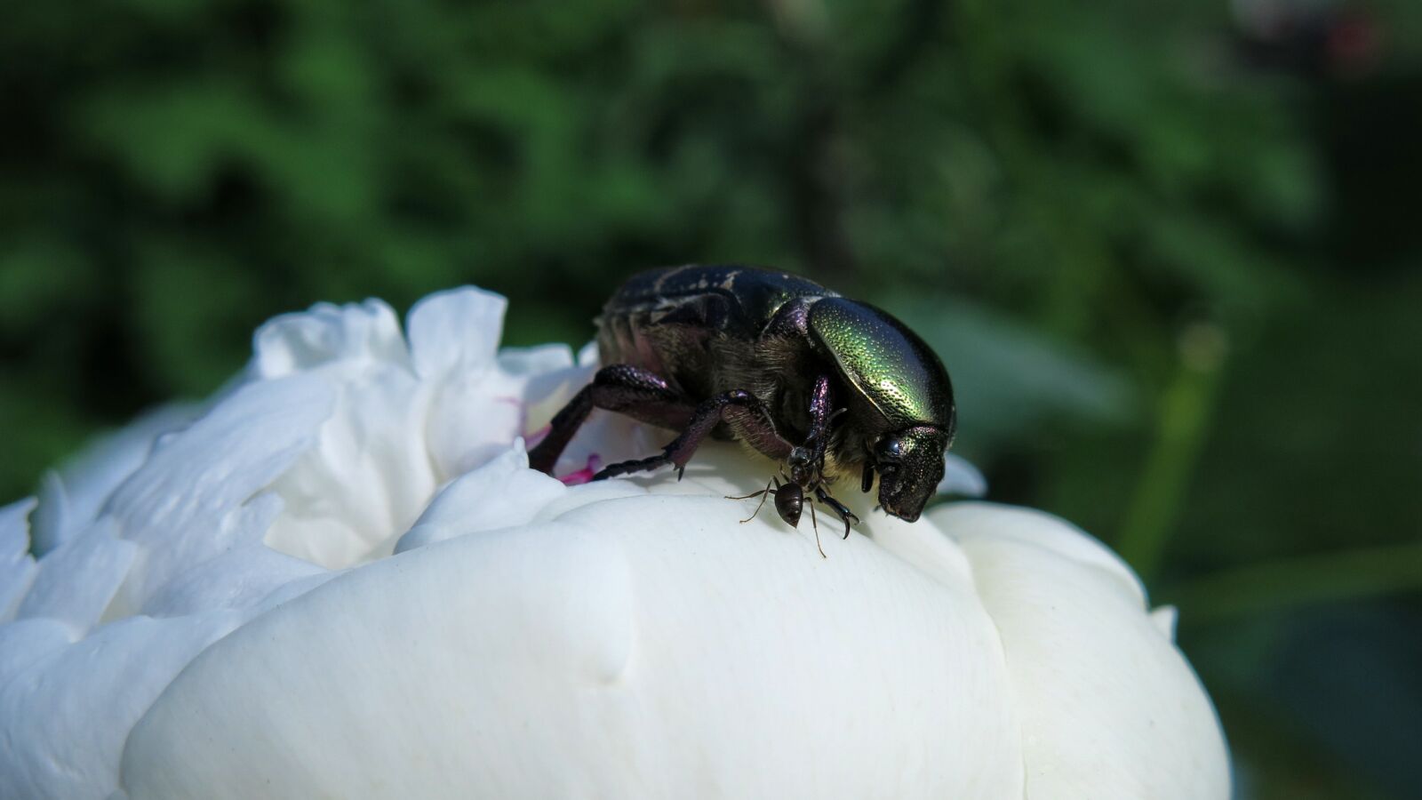 Canon PowerShot G15 sample photo. Rose beetle, ant, beetle photography
