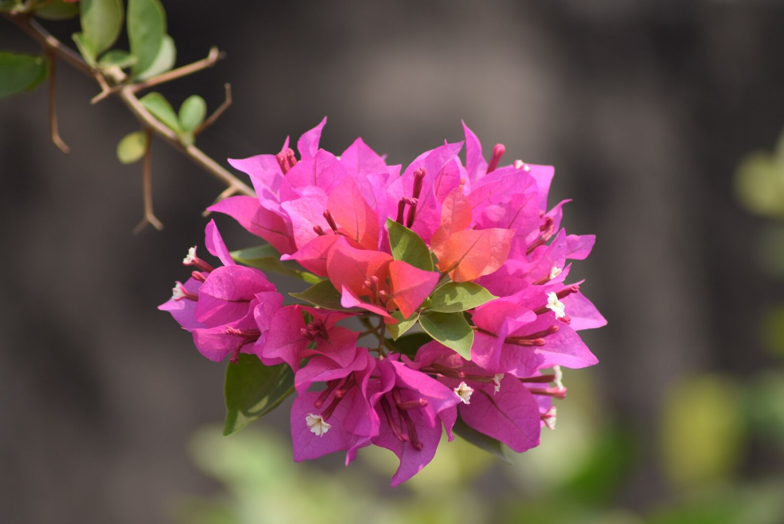 Nikon D3300 sample photo. Flower, bright, pink photography